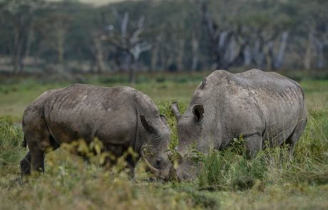 Lake Nakuru National Park