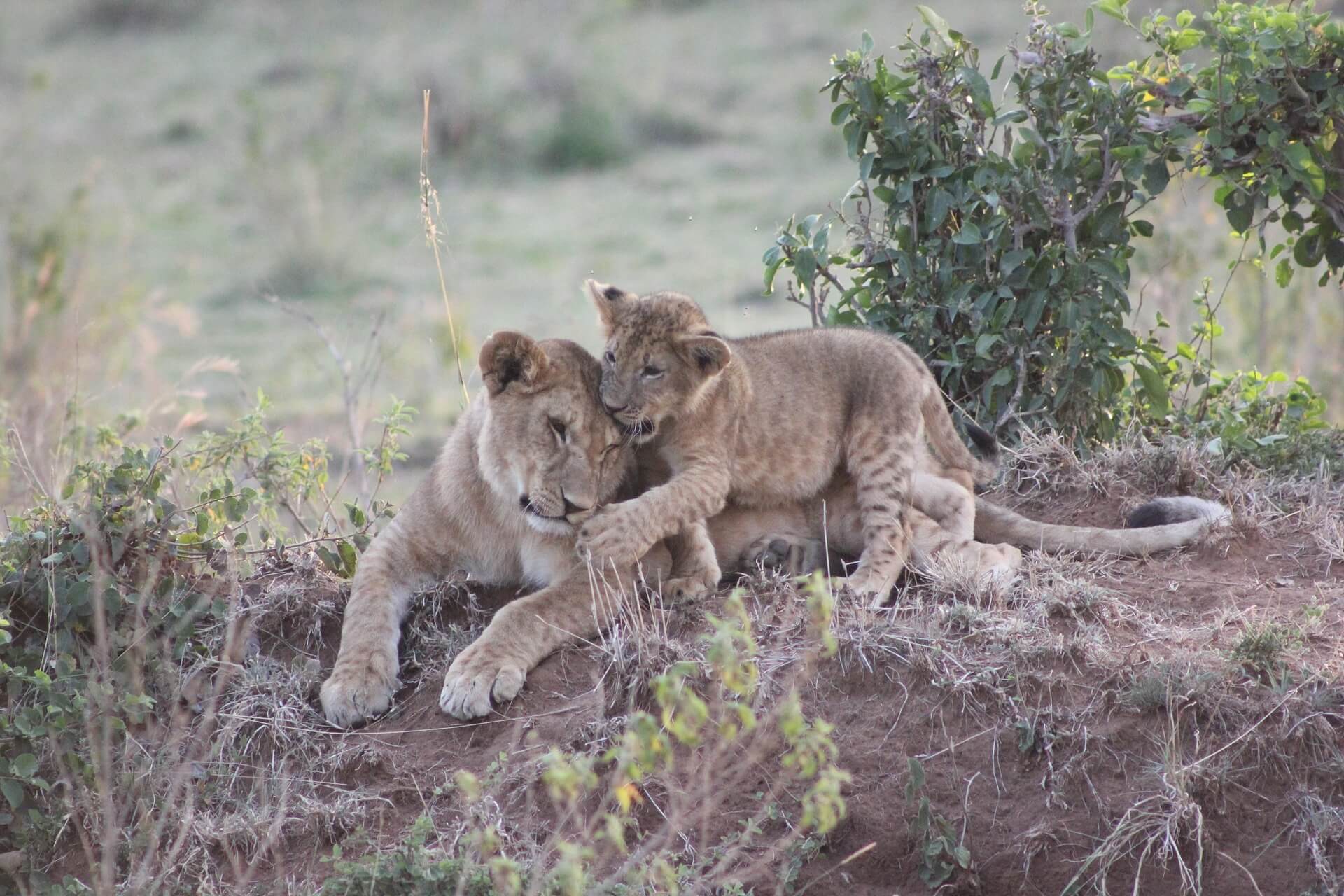 Maasai Mara National Reserve national park