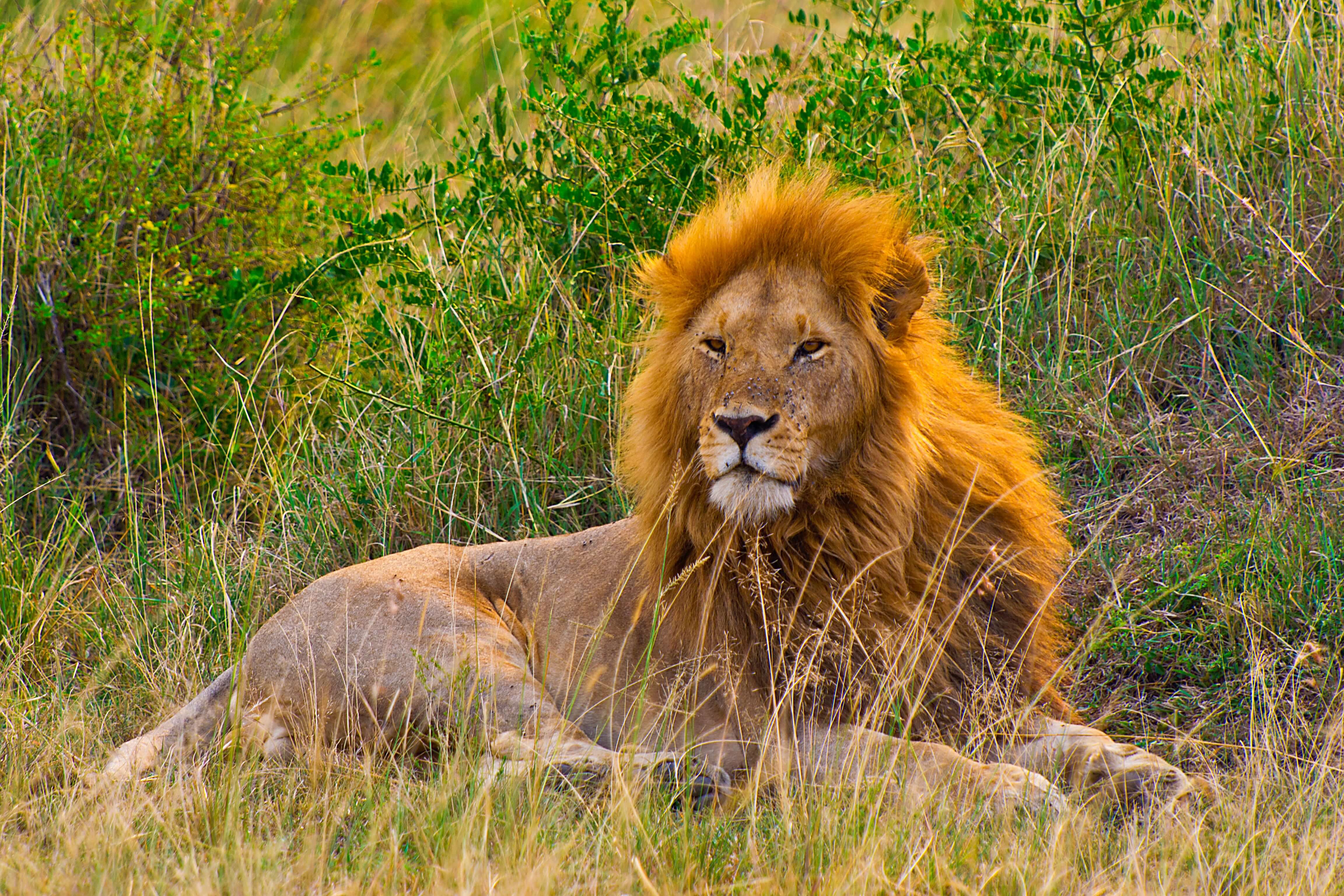 Maasai Mara National Reserve