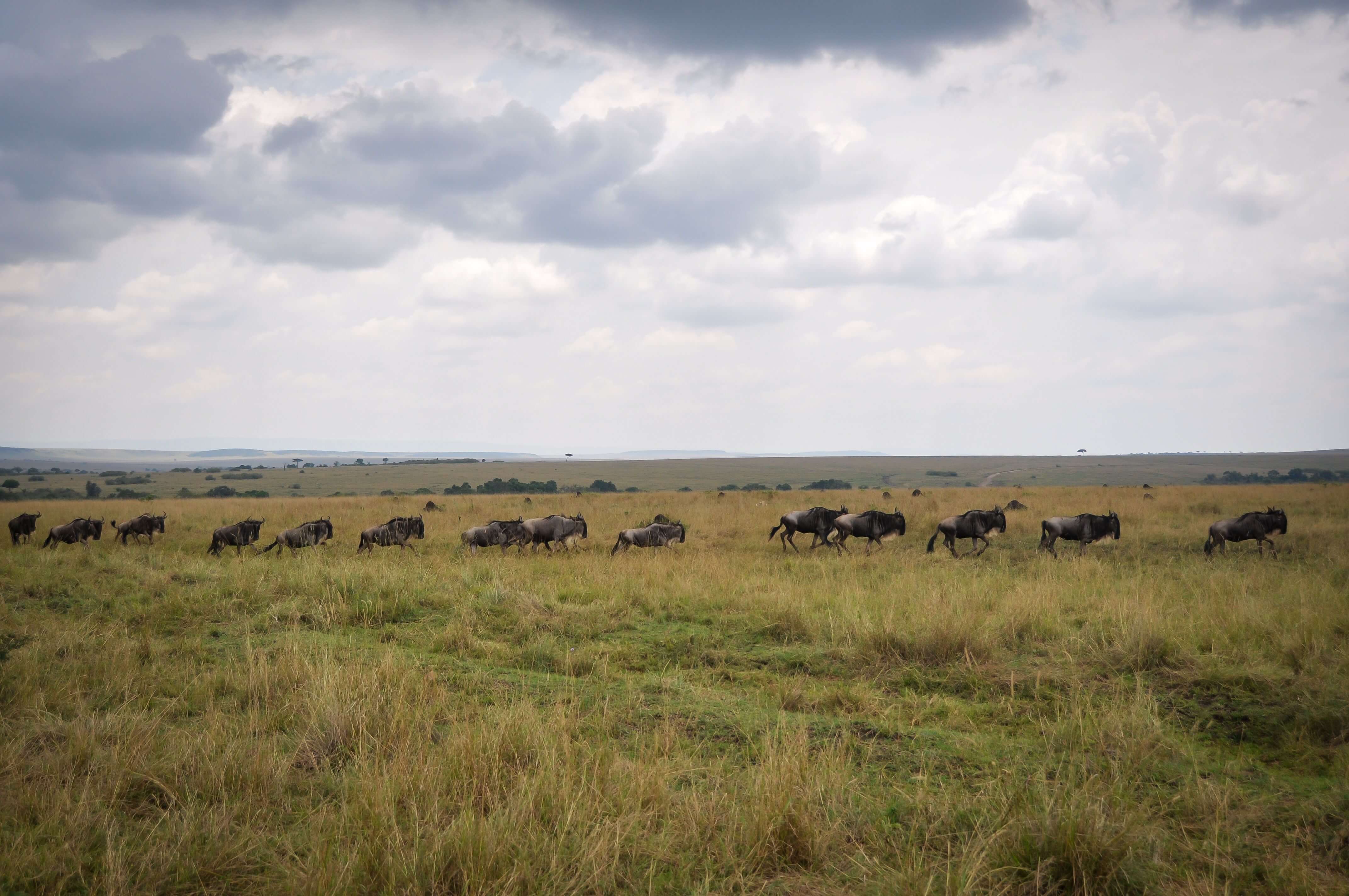 Maasai Mara National Reserve