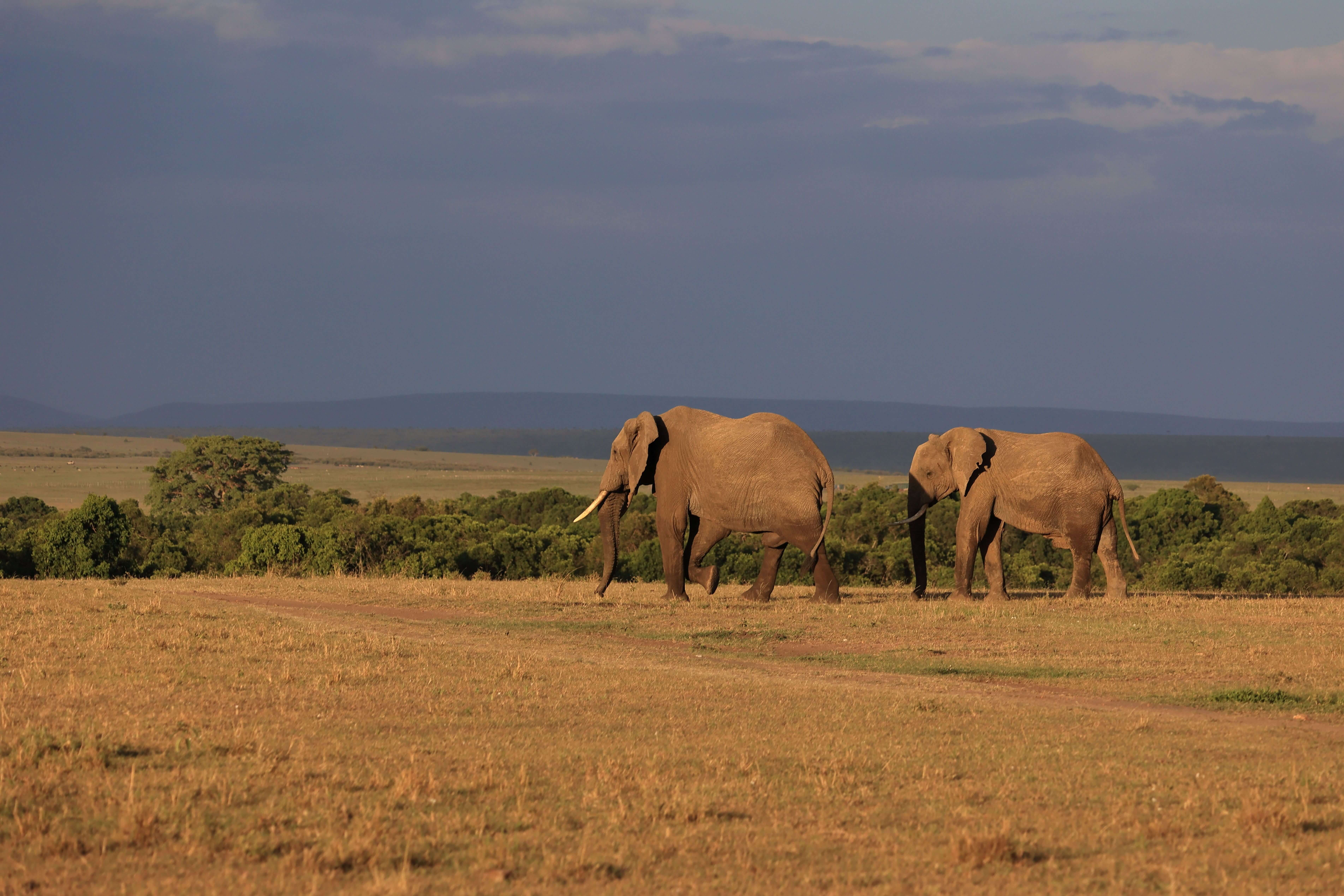 Maasai Mara National Reserve