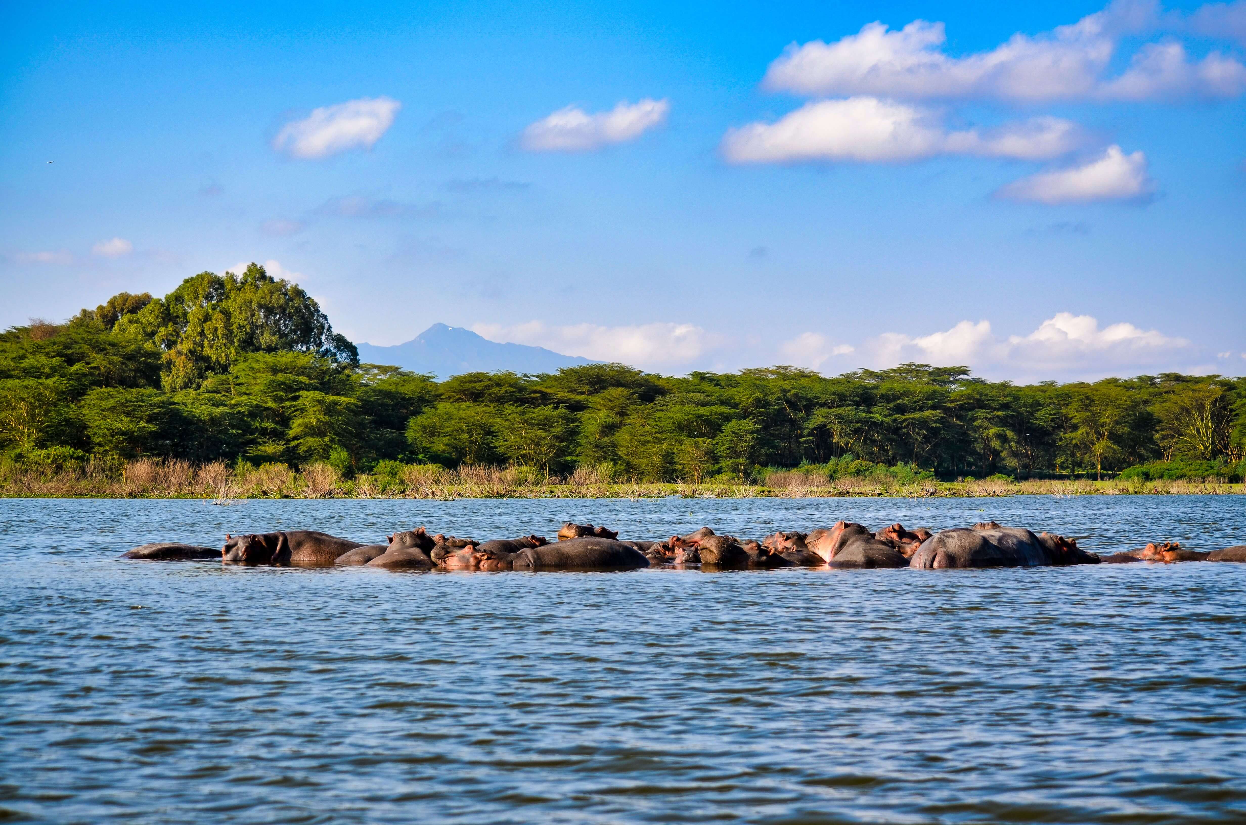 Lake Naivasha national park