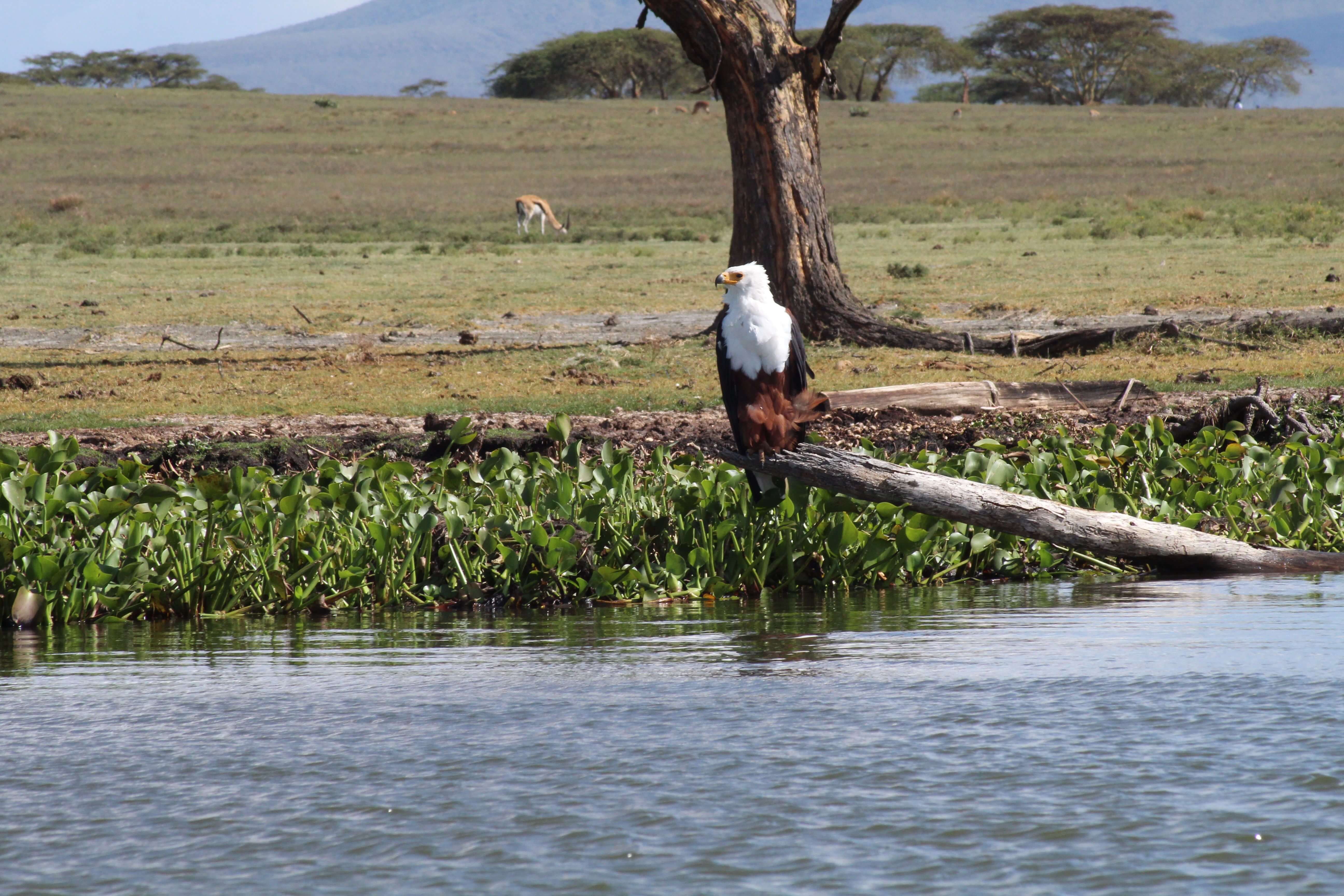 Lake Naivasha