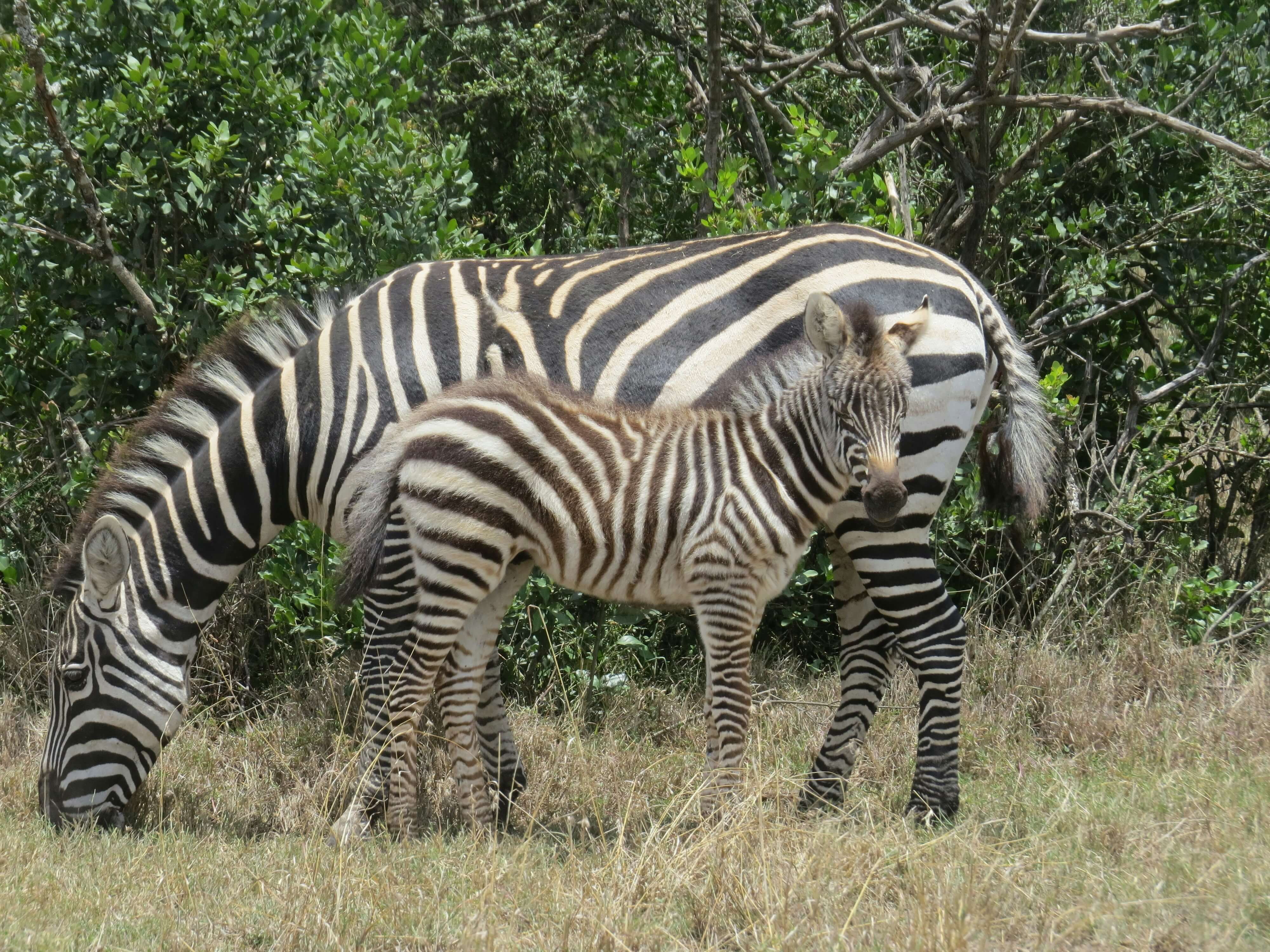 Ol Pejeta Conservancy
