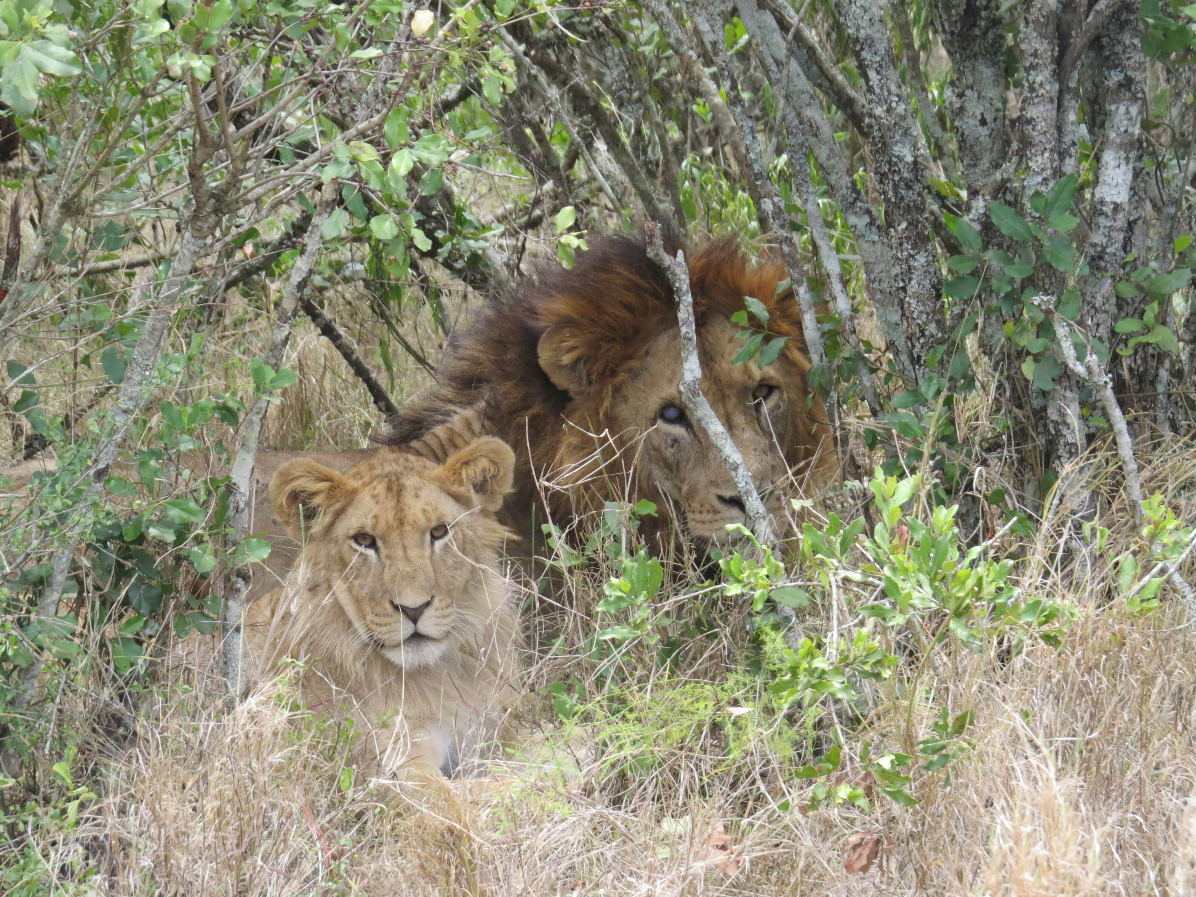 Ol Pejeta Conservancy