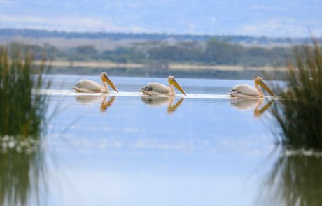 Lake Elementaita Wildlife Sanctuary