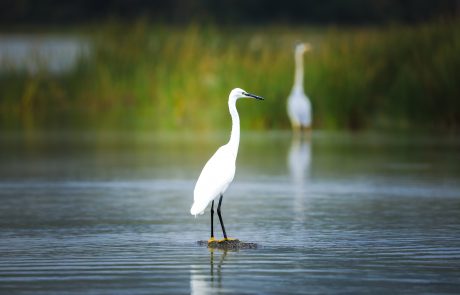 Lake Elementaita Wildlife Sanctuary