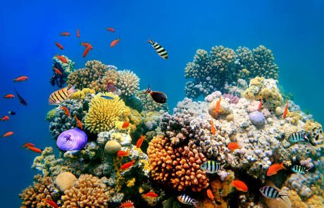 Watamu Marine National Park & Reserve national park