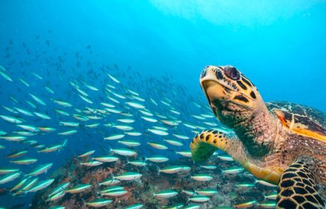 Watamu Marine National Park & Reserve