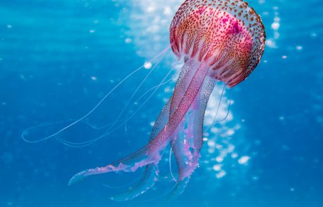 Watamu Marine National Park & Reserve