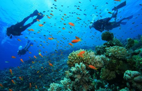 Malindi Marine National Park & Reserve national park