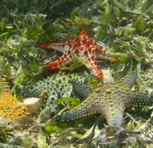 Malindi Marine National Park & Reserve