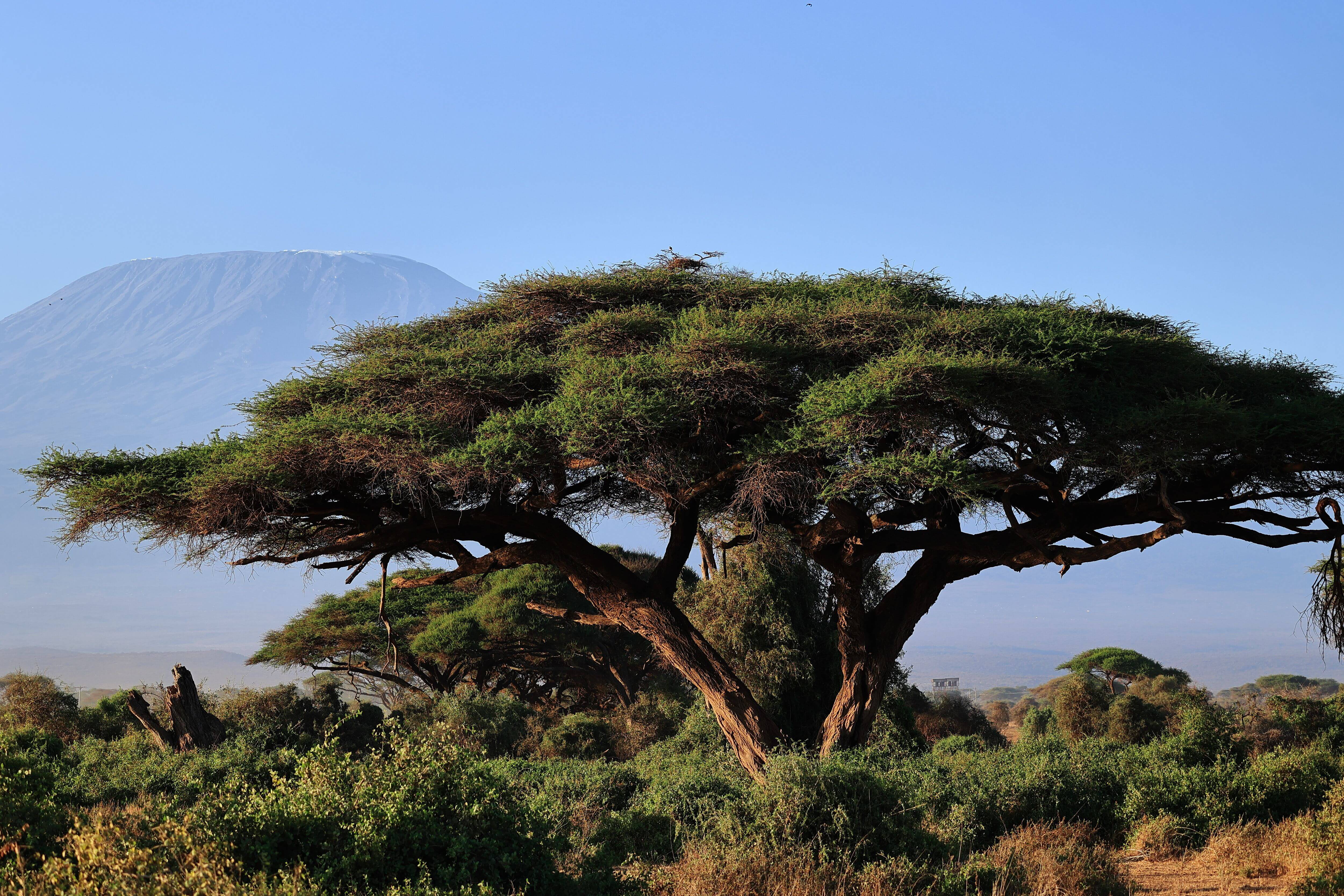 Amboseli National Park