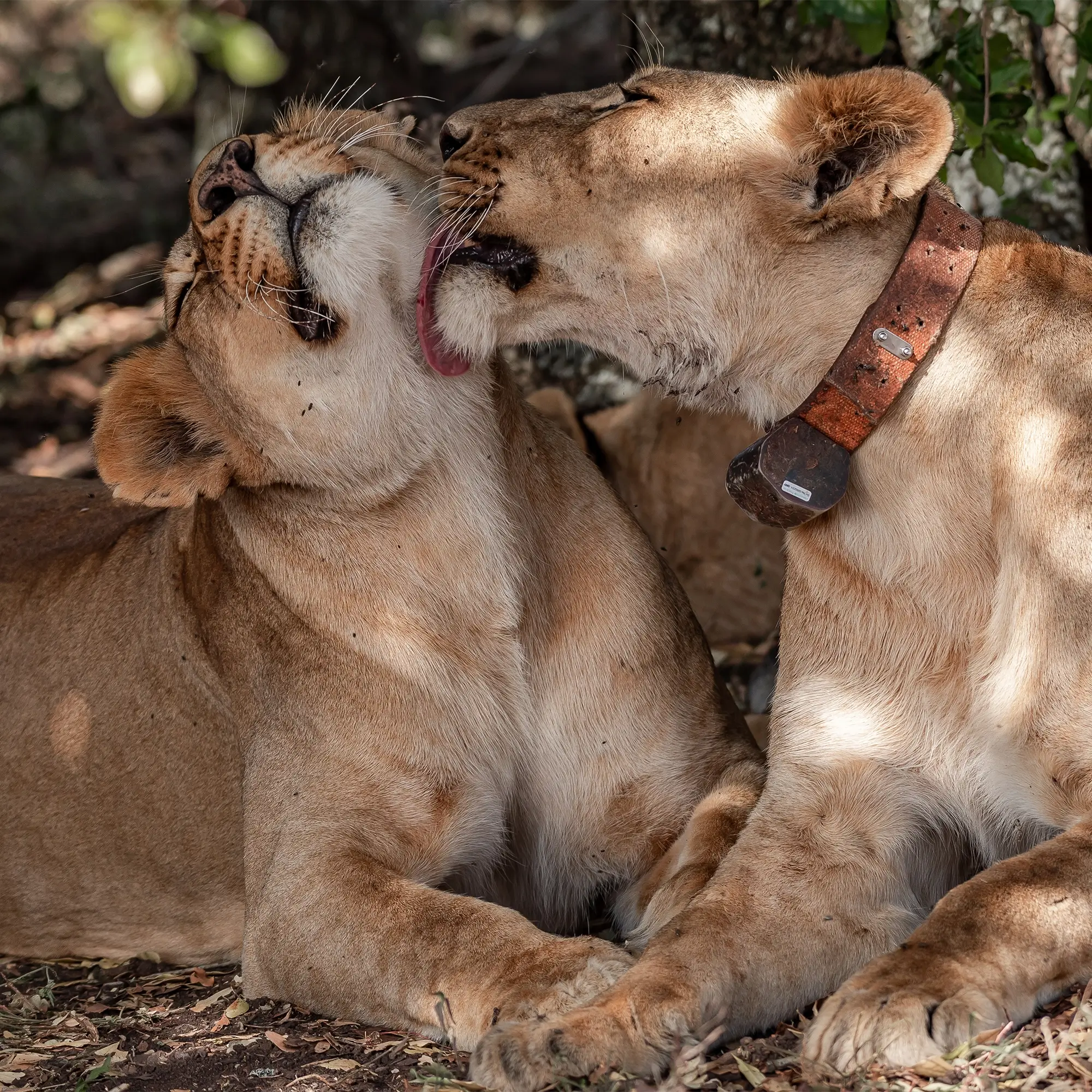 Ol Pejeta Conservancy