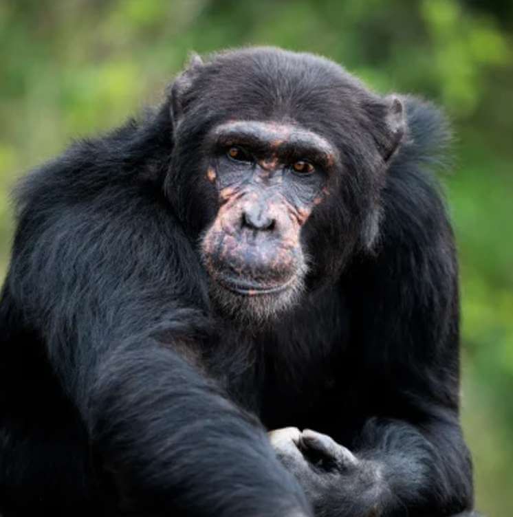 Ol Pejeta Conservancy