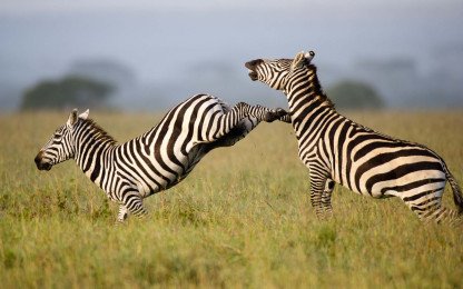 Ol Pejeta Conservancy