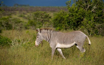 Ol Pejeta Conservancy