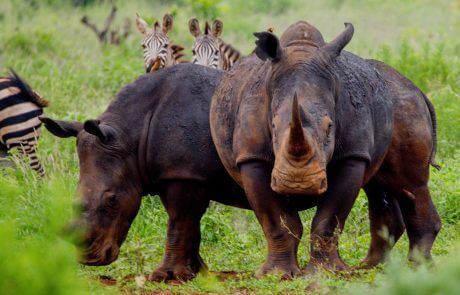 Meru National Park national park