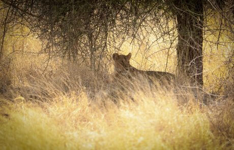 Meru National Park