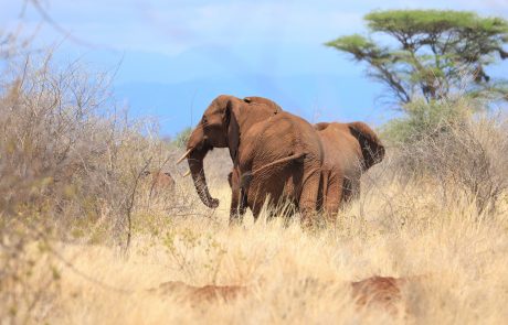 Meru National Park