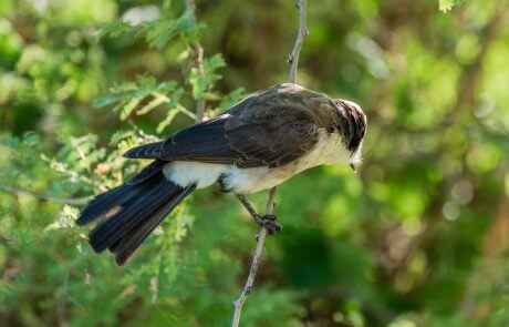 Meru National Park