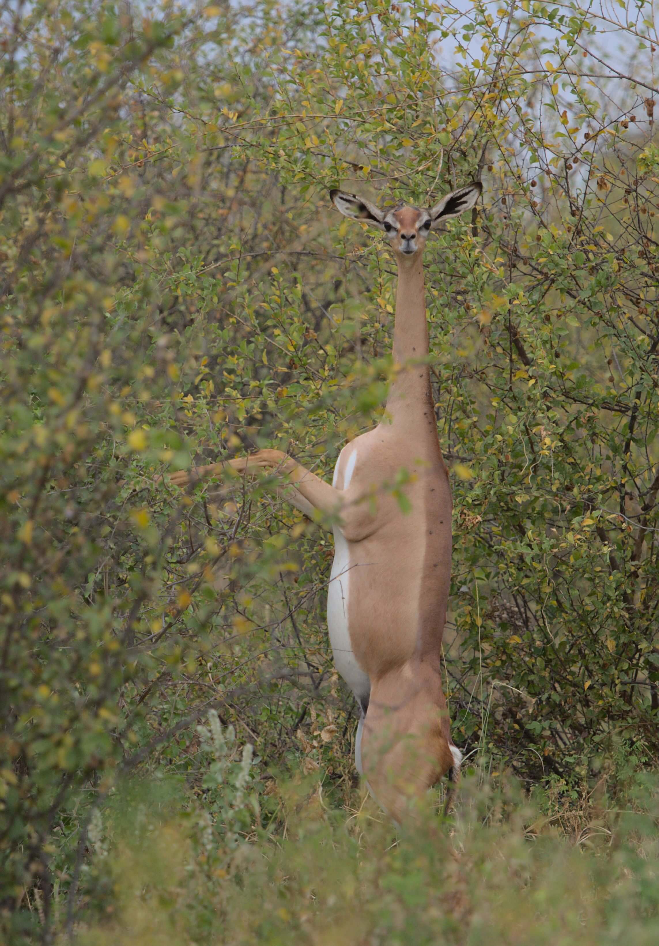 Meru National Park