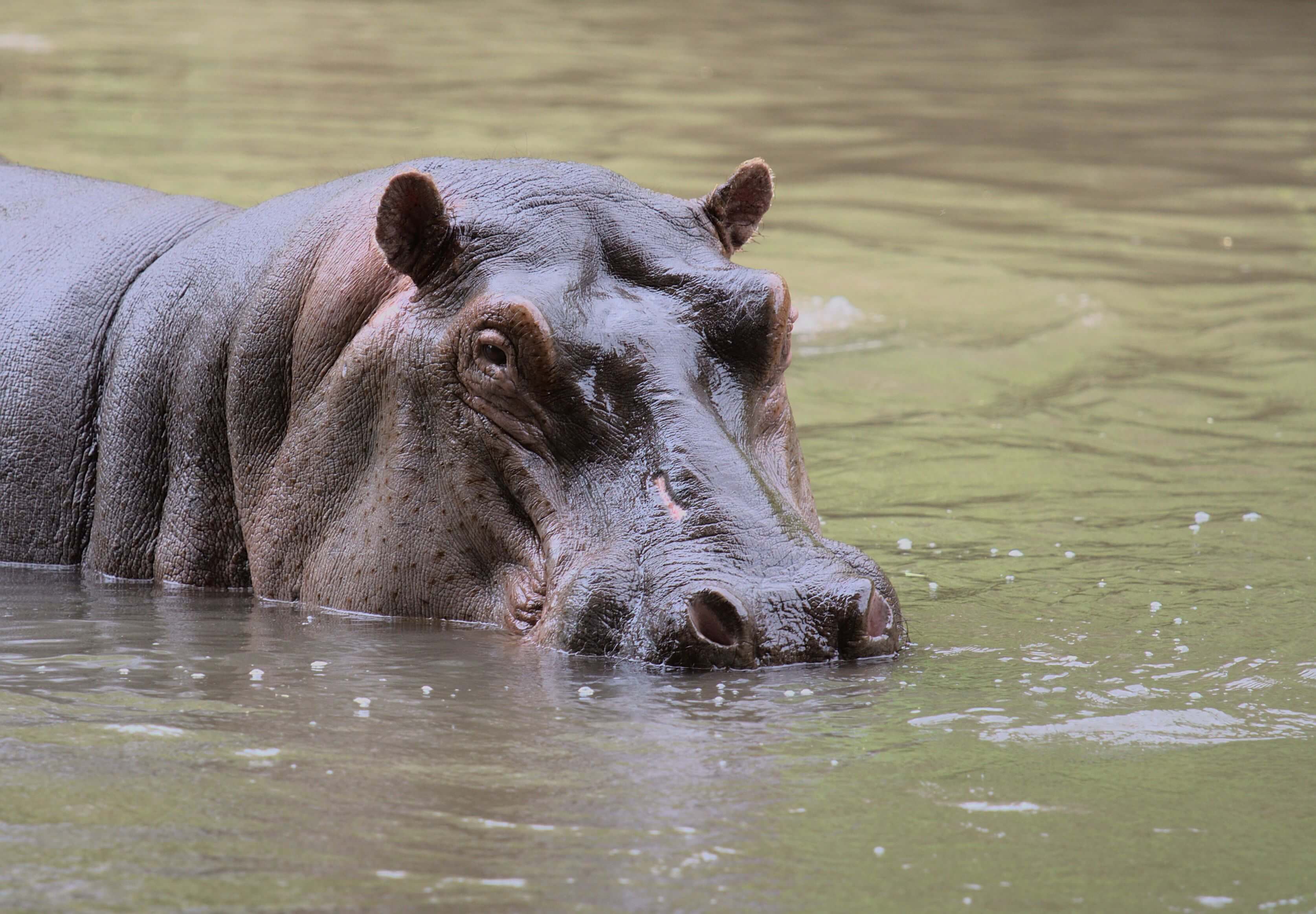 Meru National Park