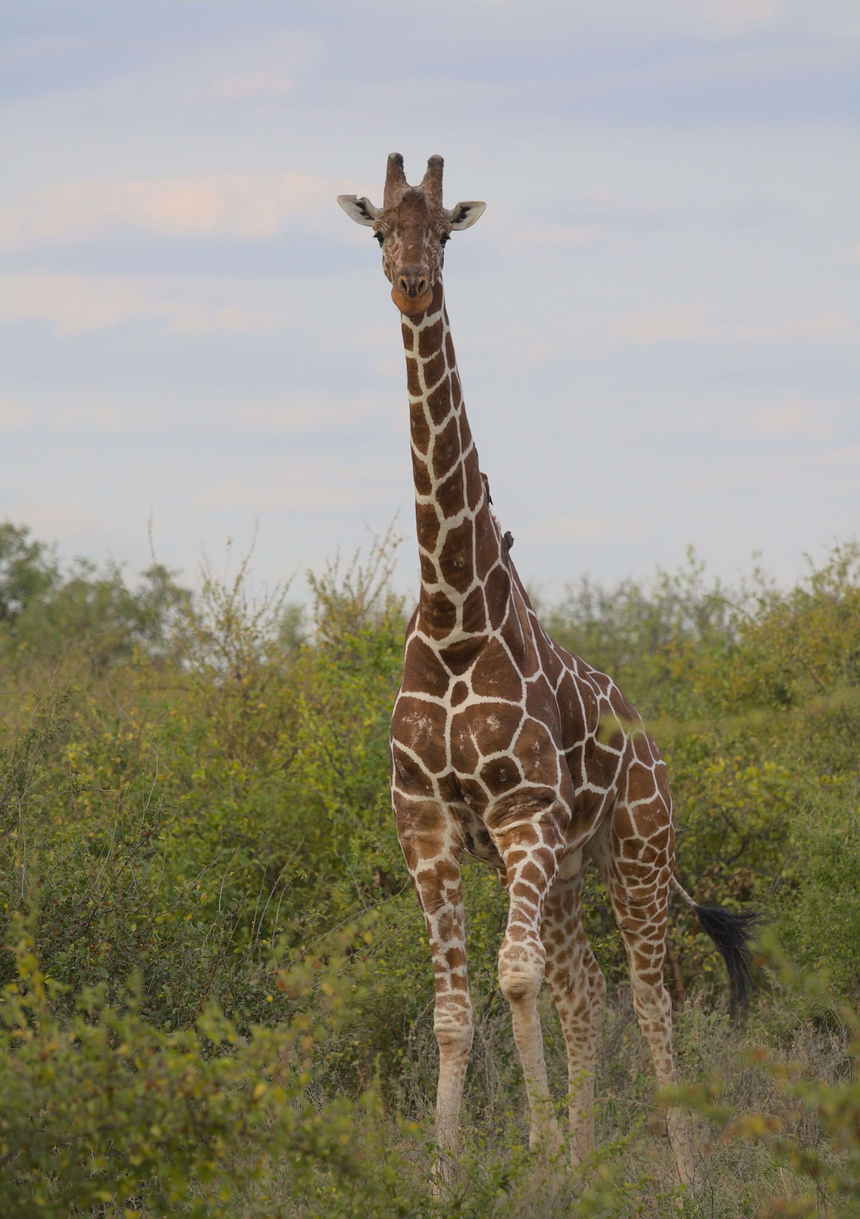 Meru National Park