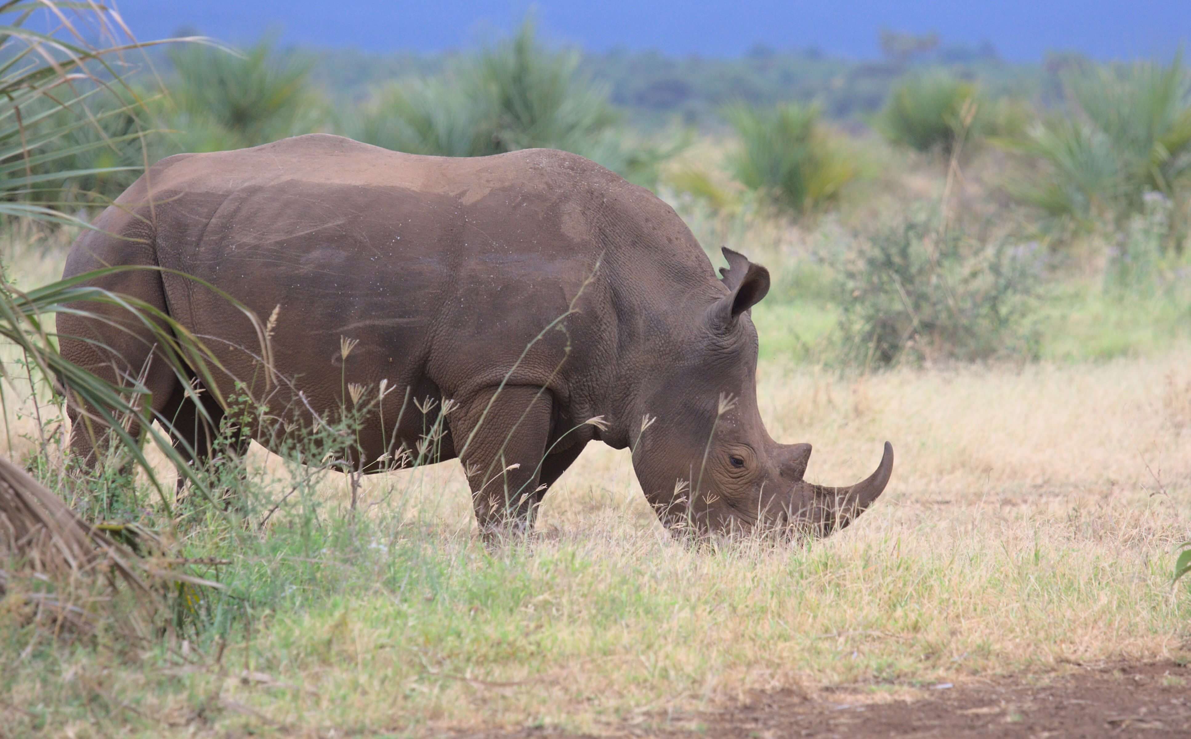 Meru National Park
