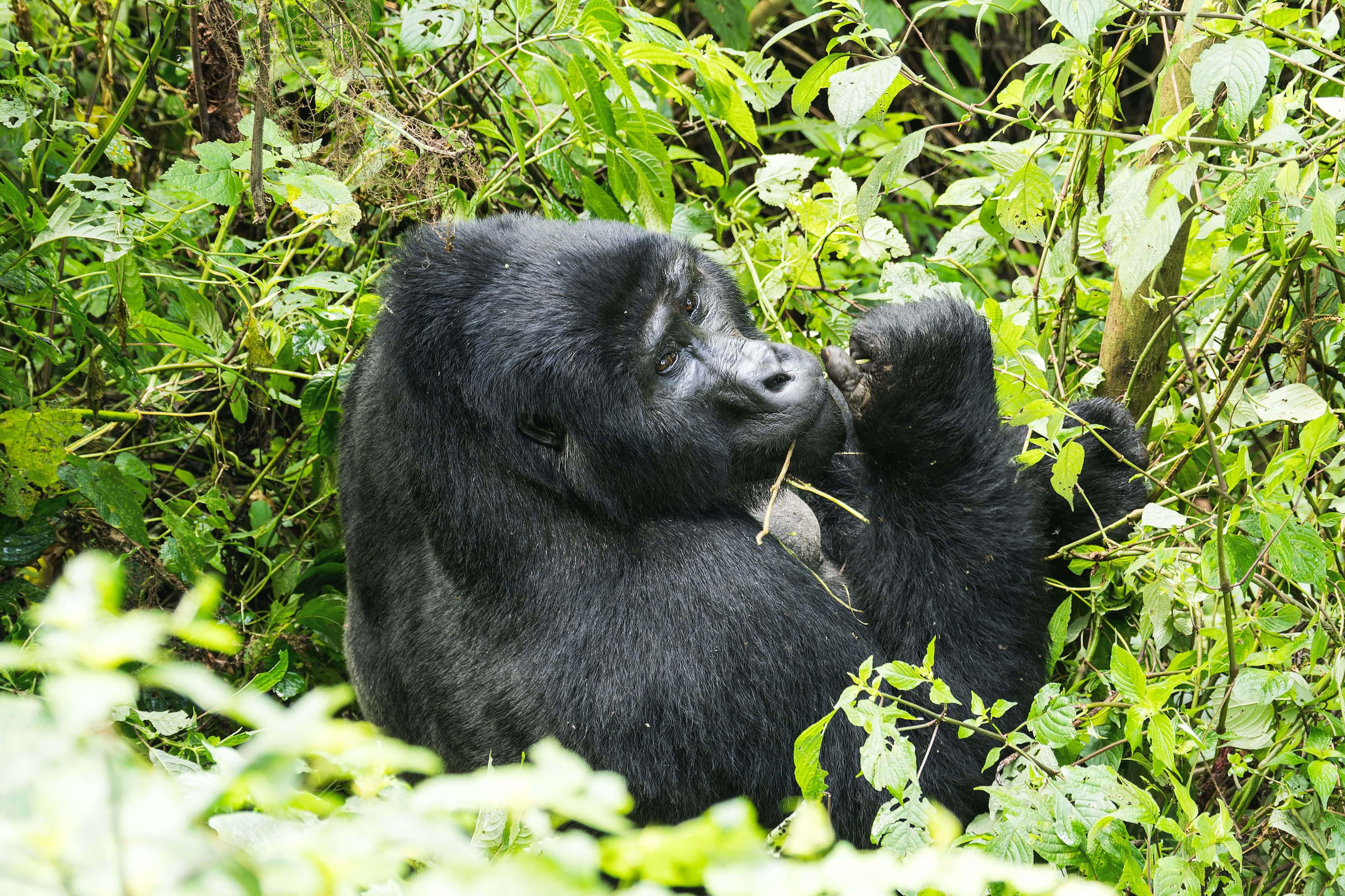 Bwindi Impenetrable National Park national park