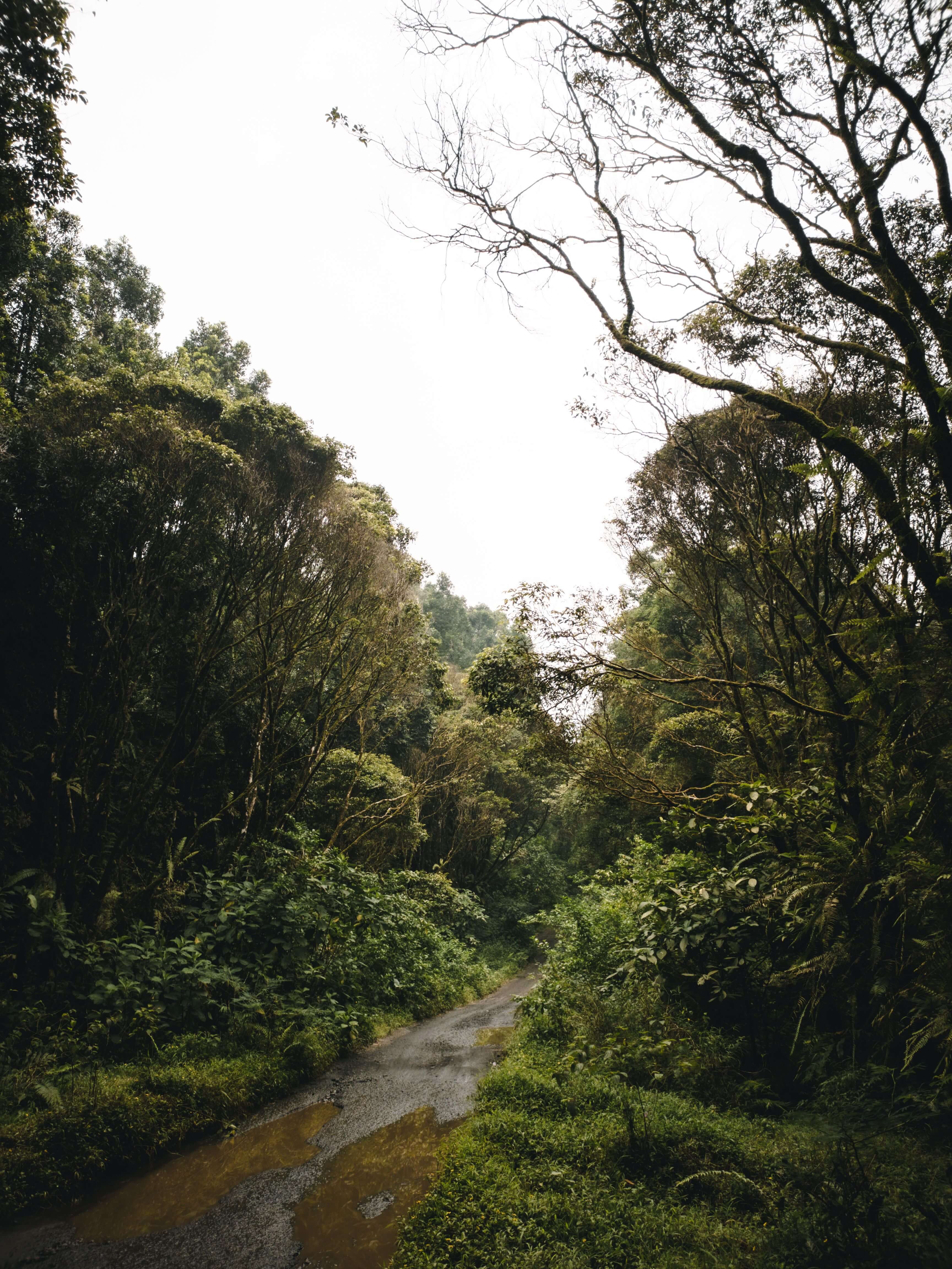 Bwindi Impenetrable National Park