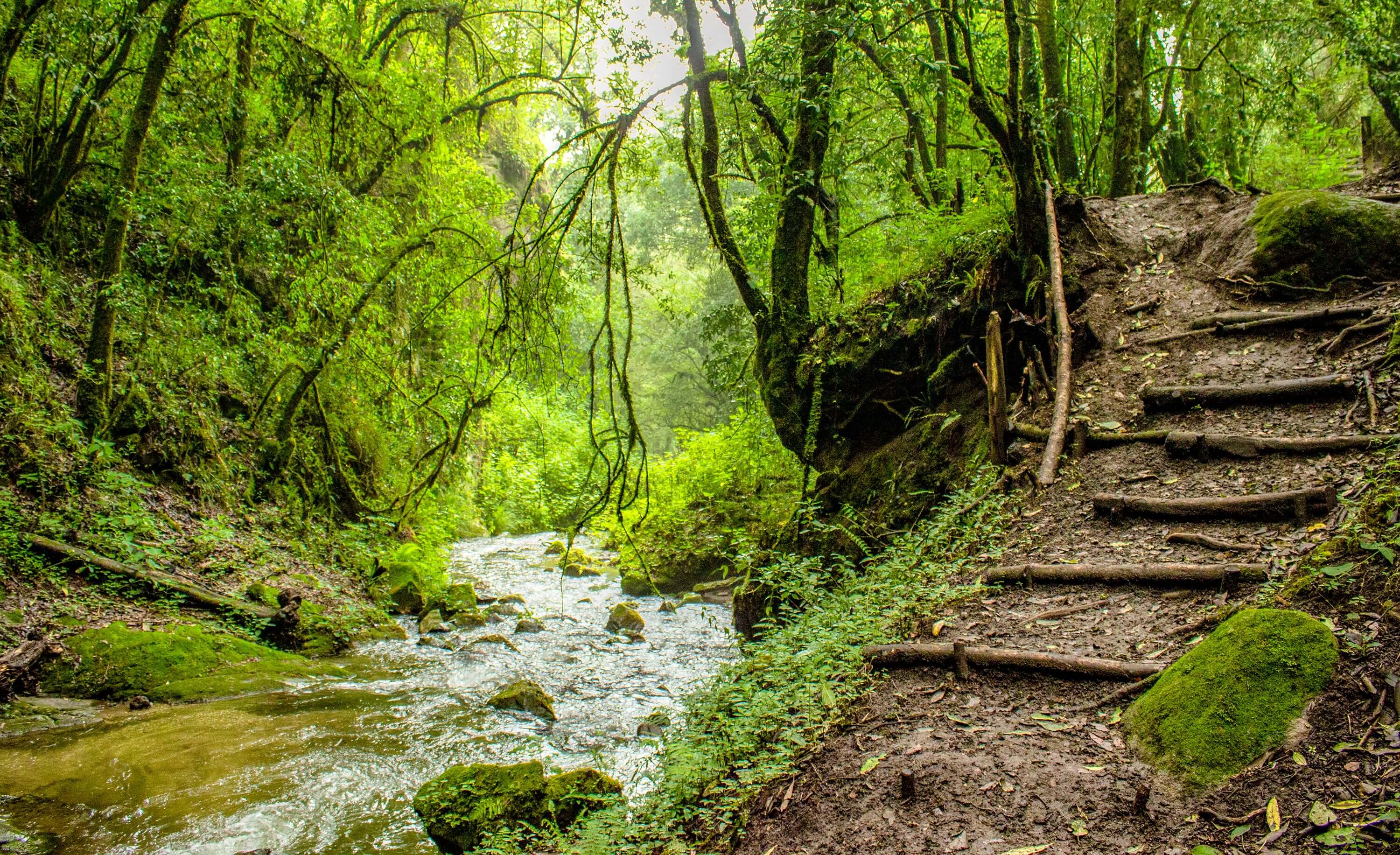 Bwindi Impenetrable National Park
