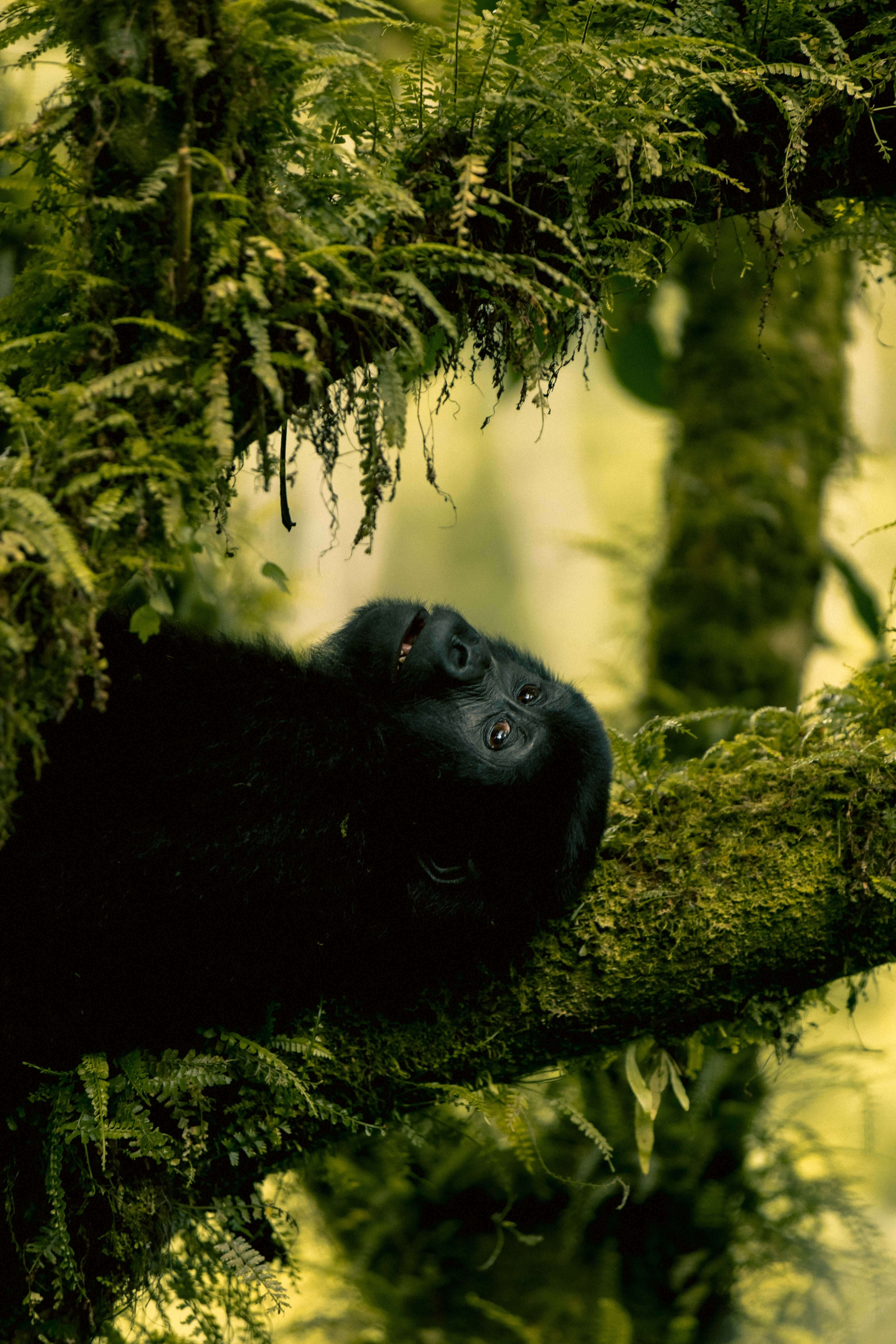 Bwindi Impenetrable National Park