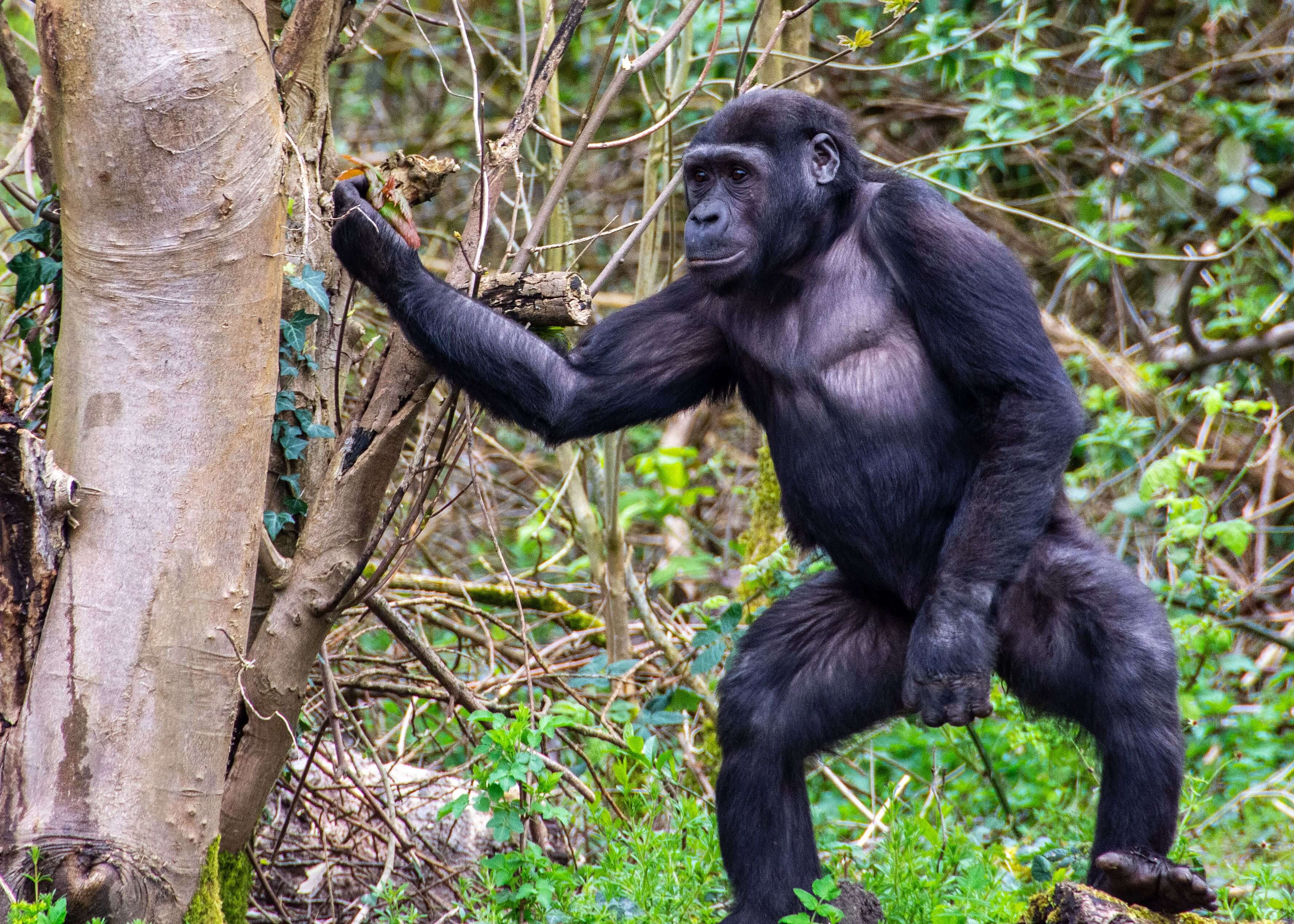 Bwindi Impenetrable National Park