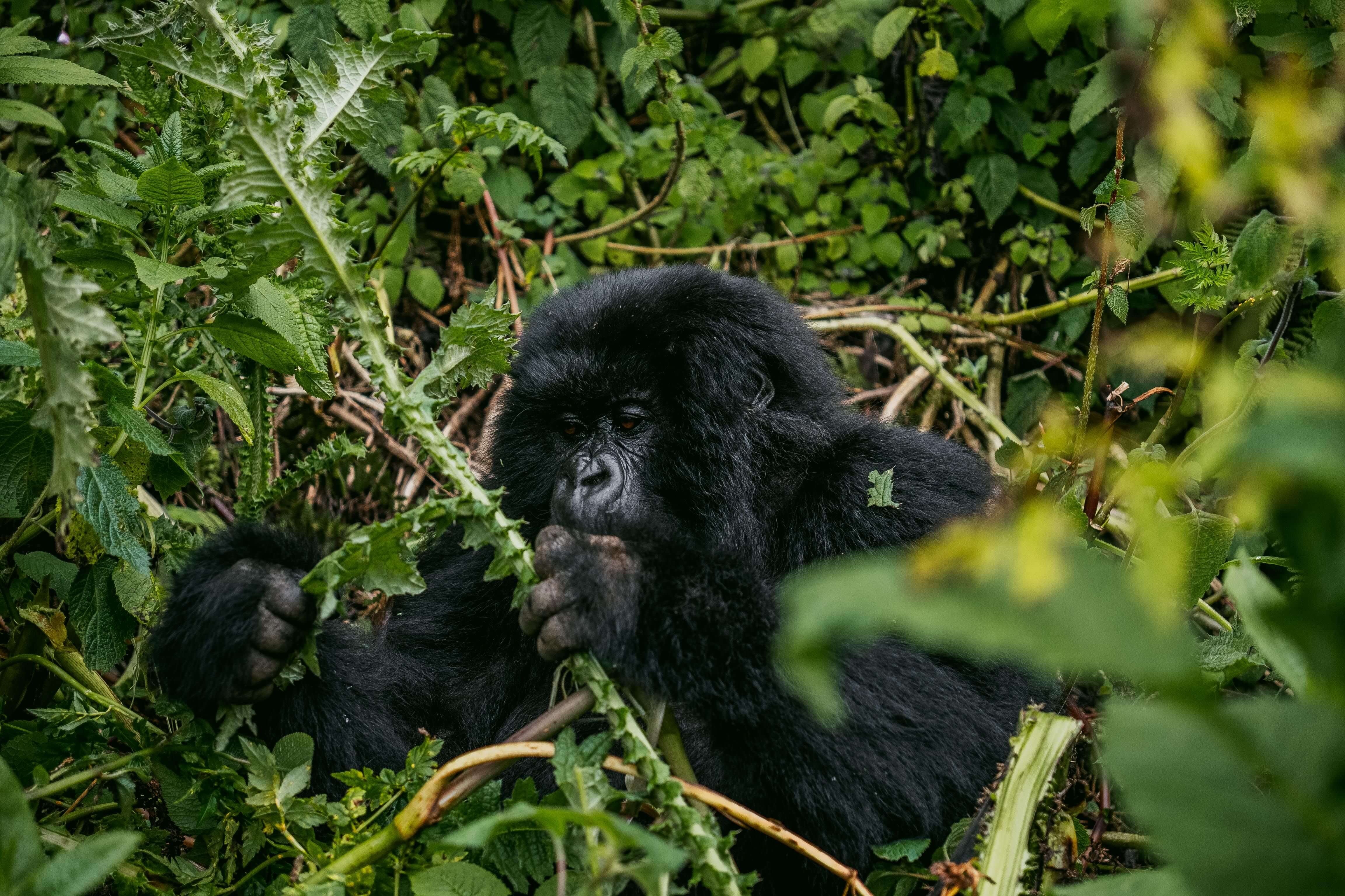 Bwindi Impenetrable National Park
