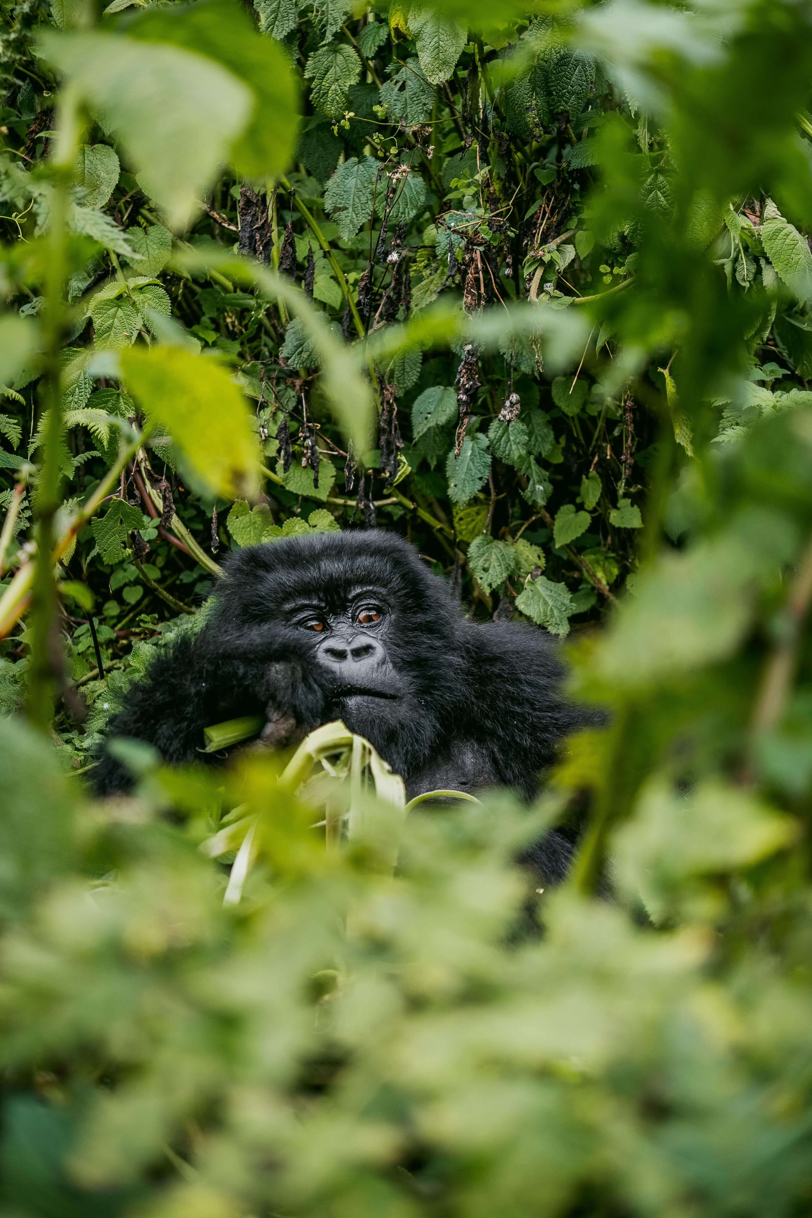 Bwindi Impenetrable National Park