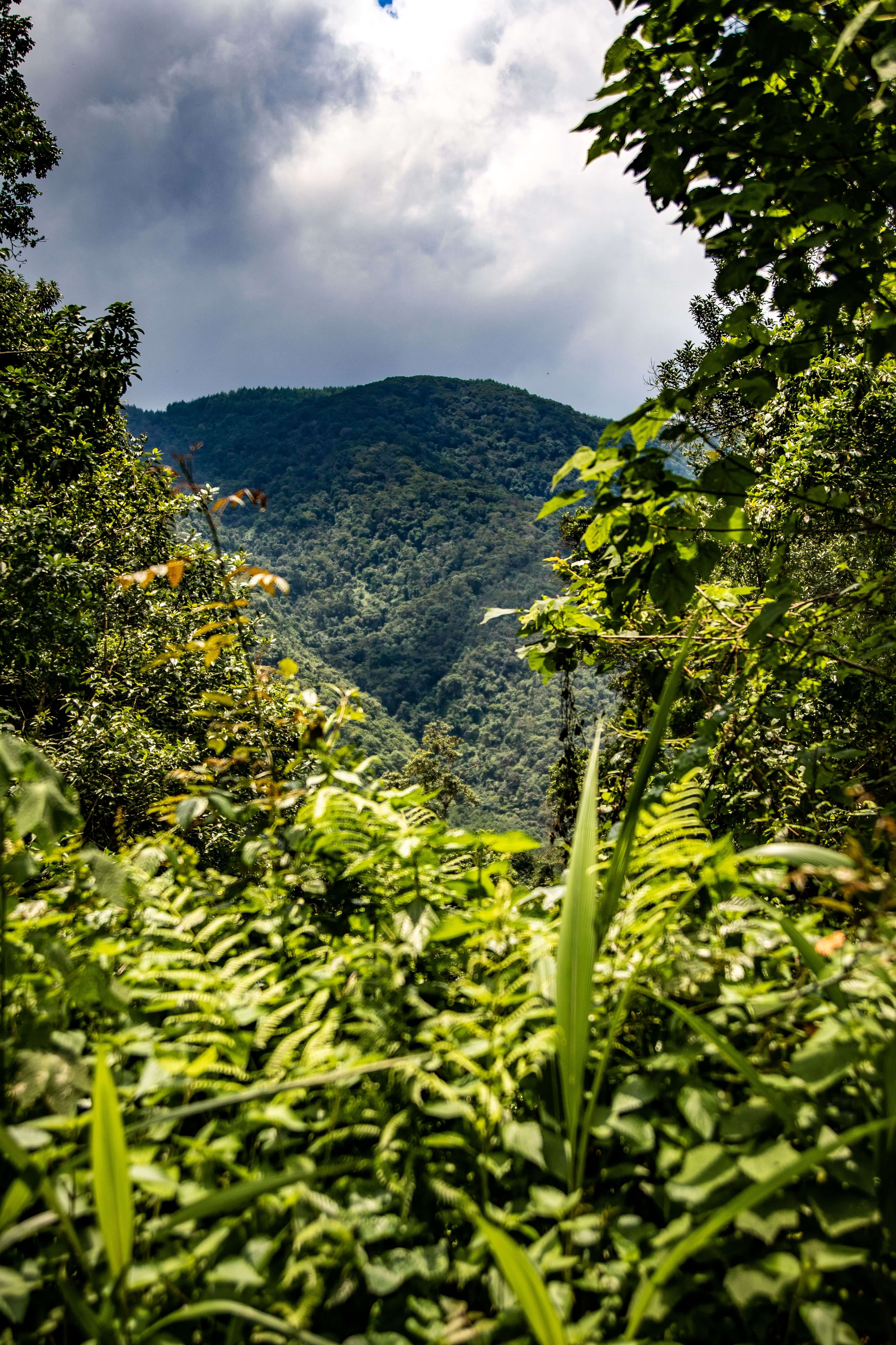 Bwindi Impenetrable National Park