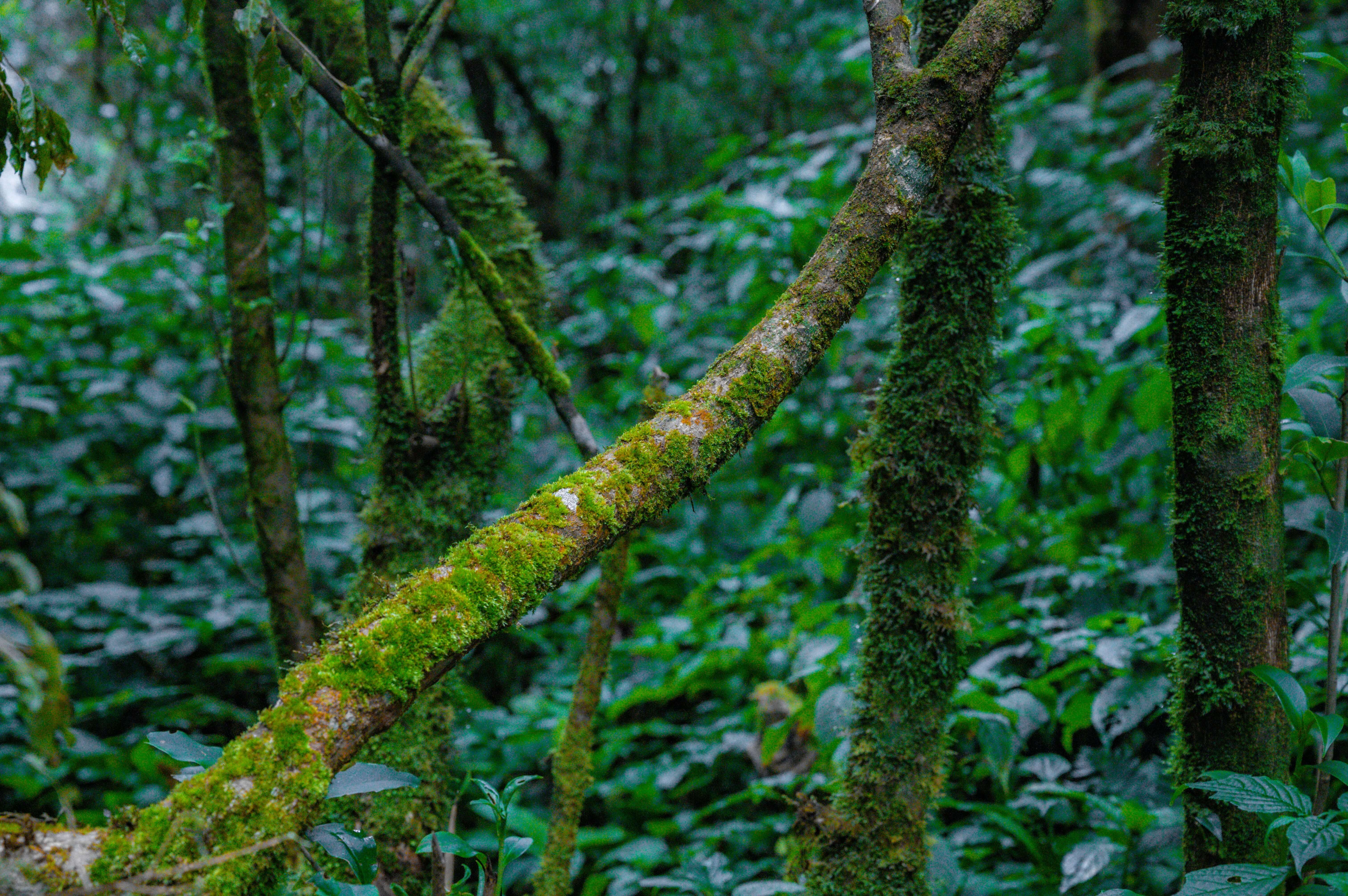 Bwindi Impenetrable National Park