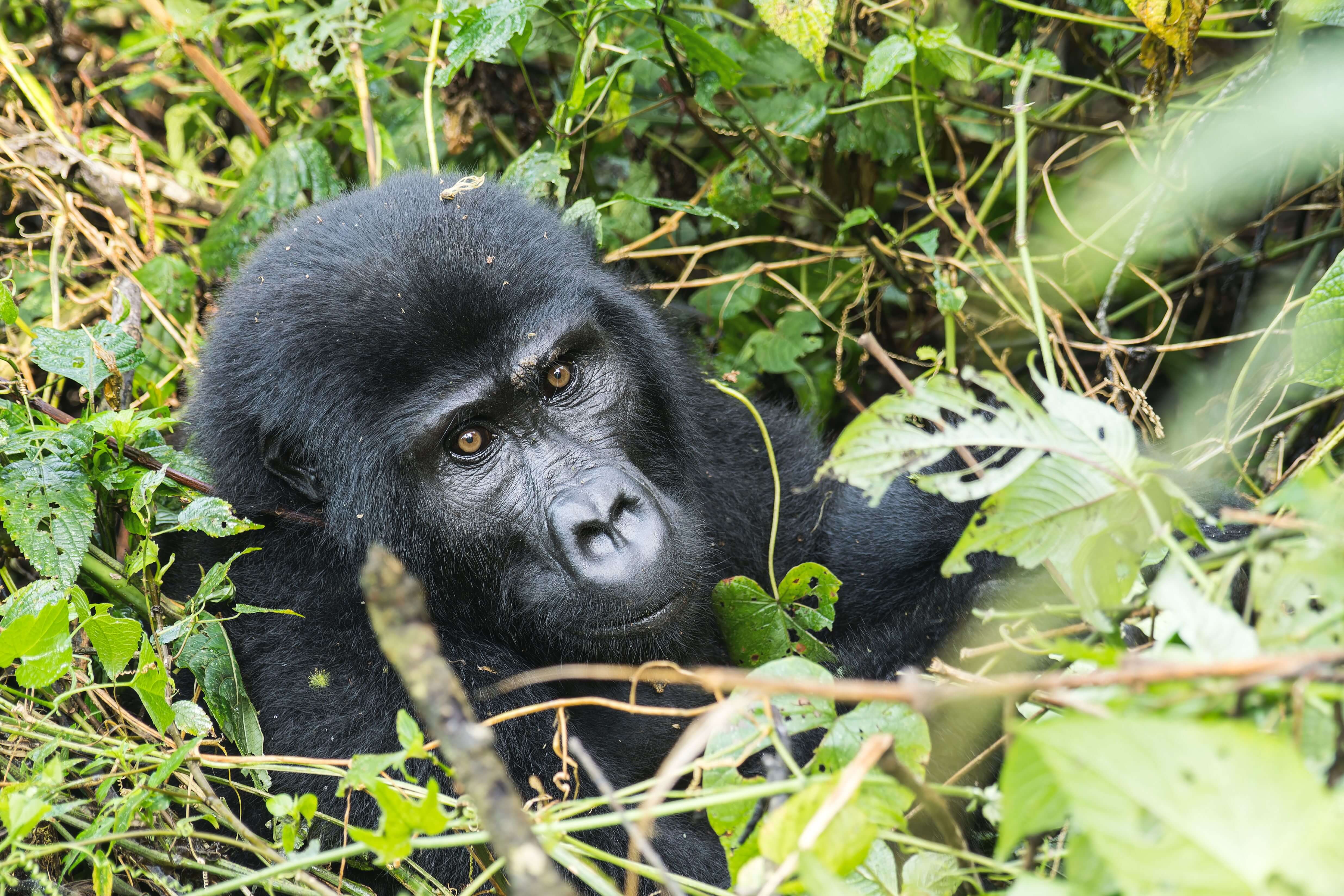 Bwindi Impenetrable National Park