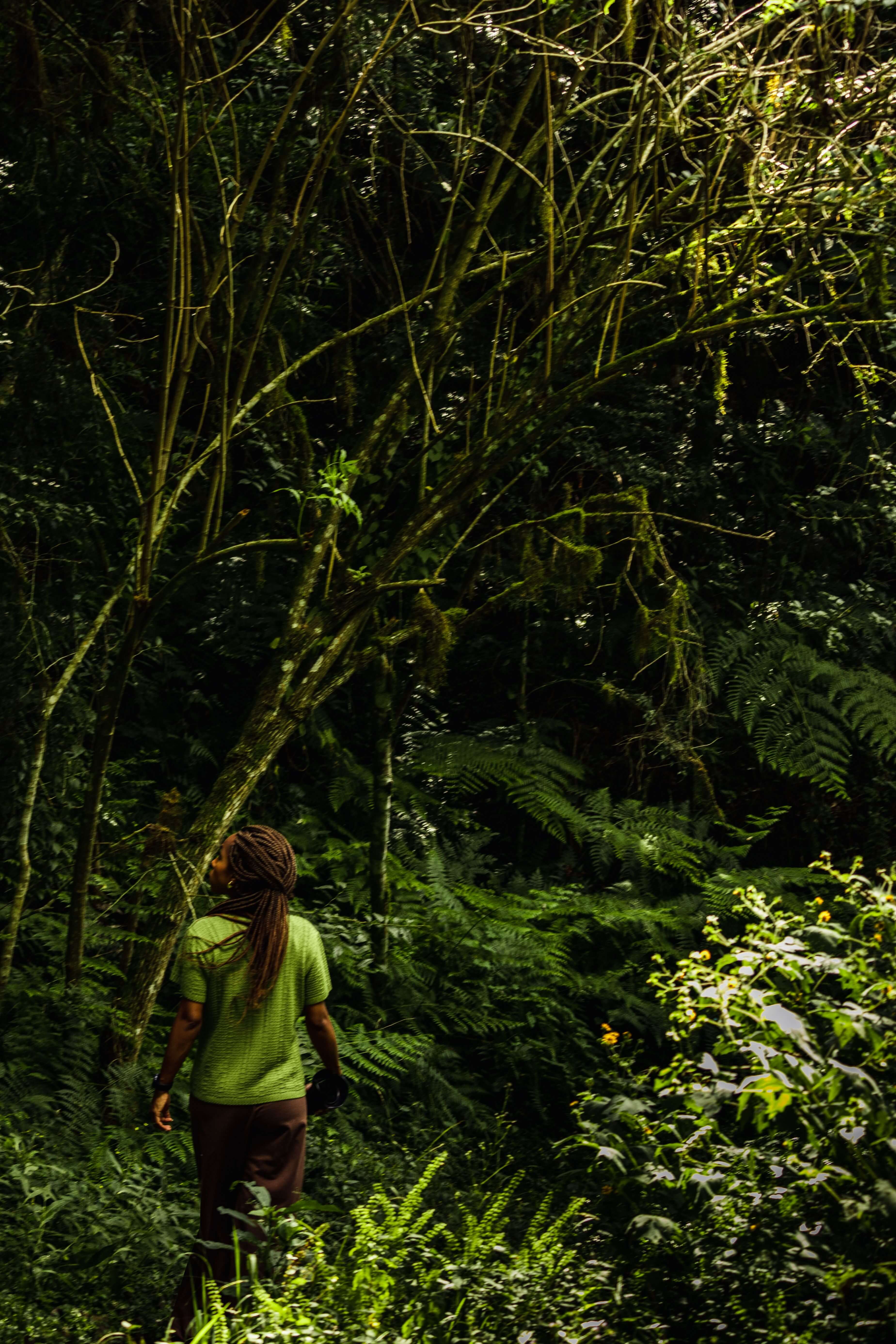 Bwindi Impenetrable National Park