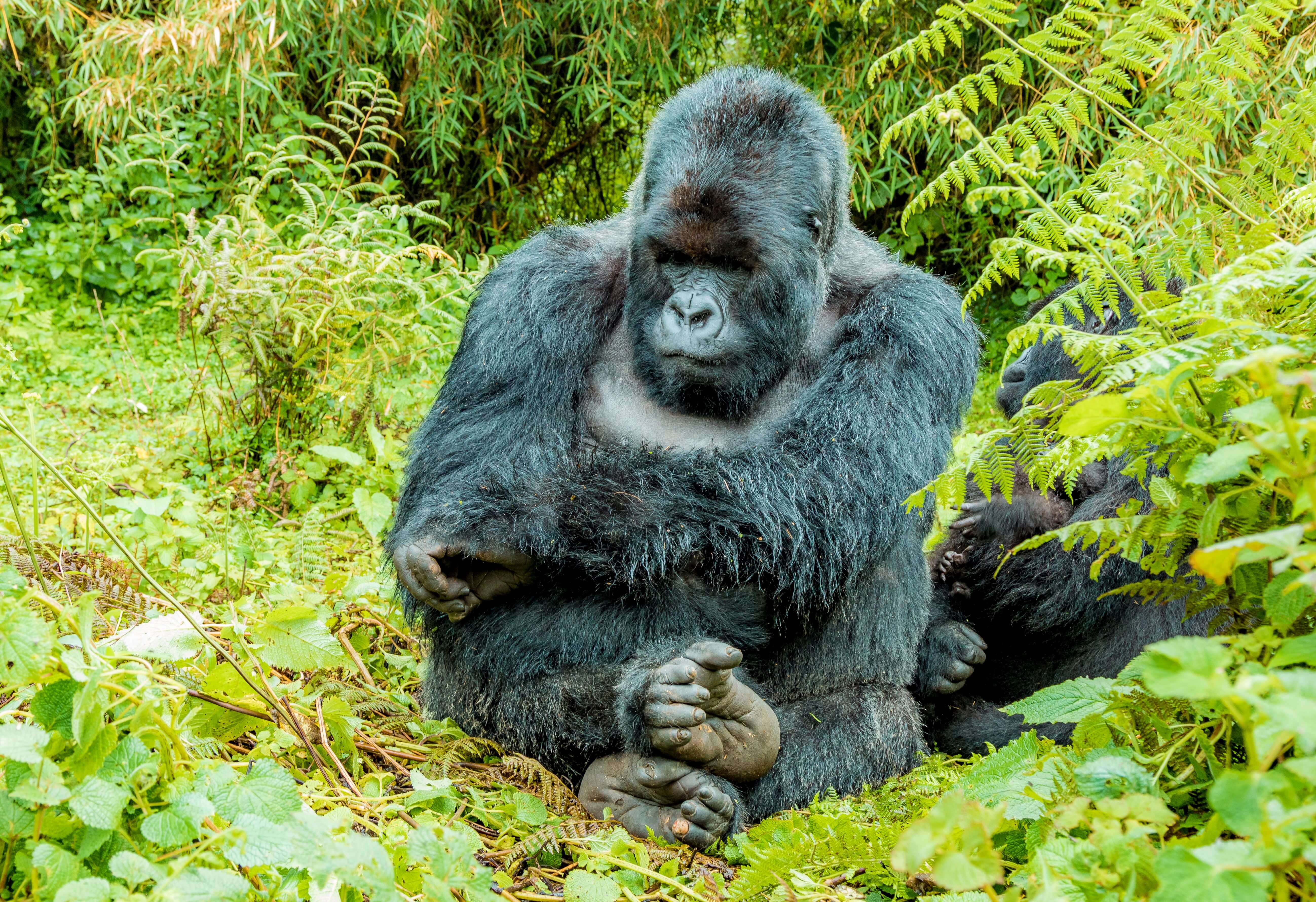 Bwindi Impenetrable National Park