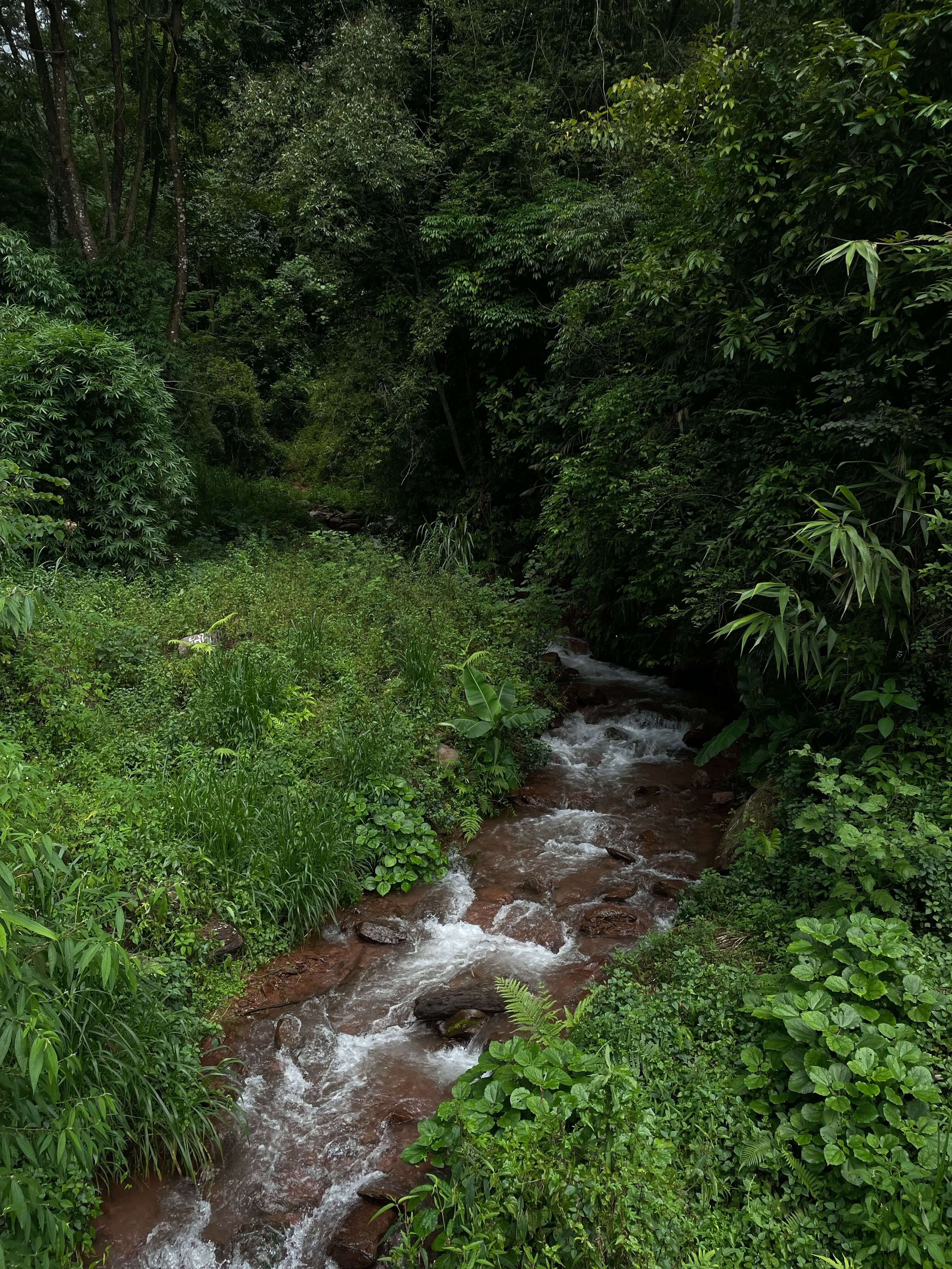 Bwindi Impenetrable National Park