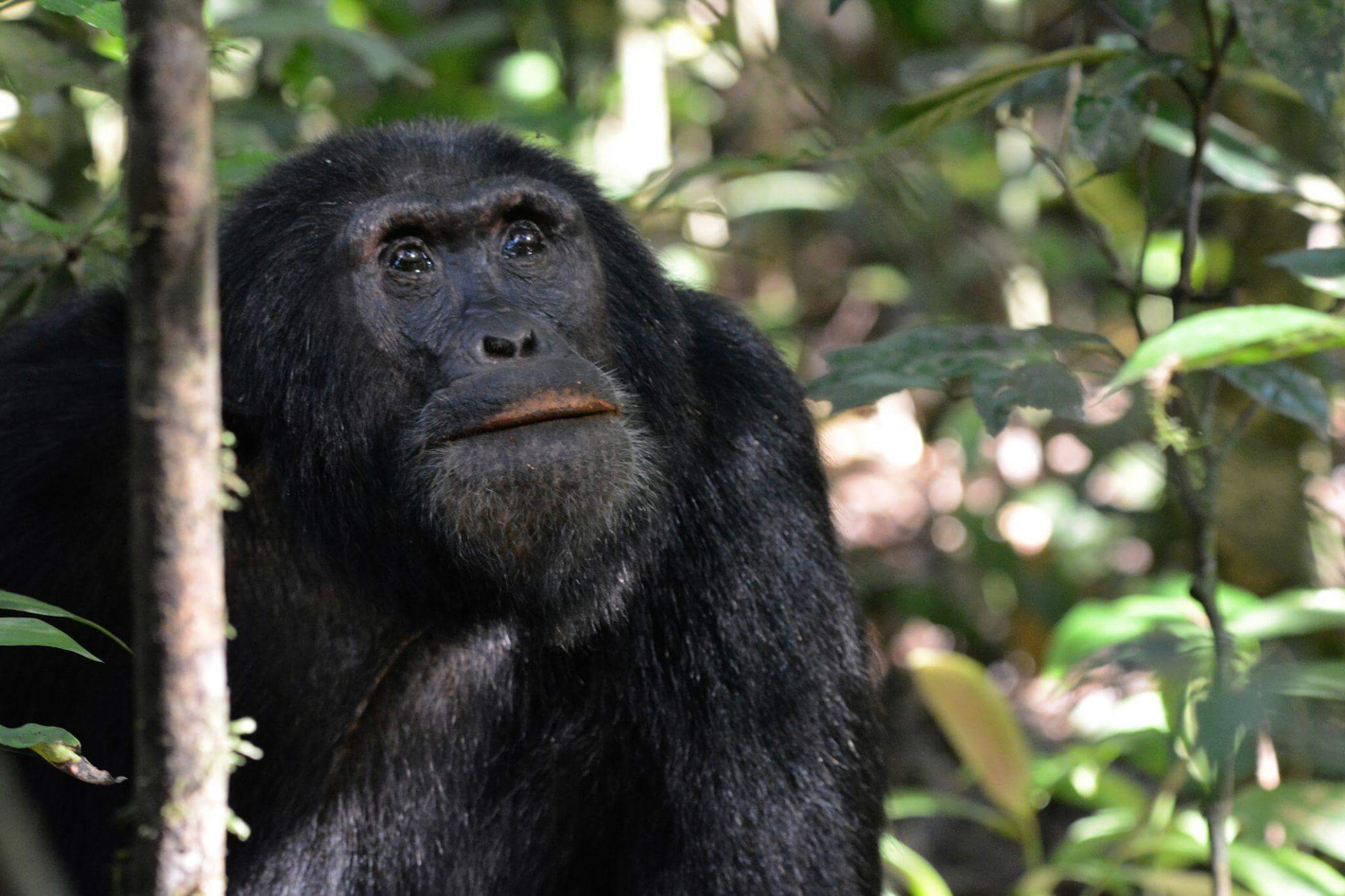 Kibale National Park national park