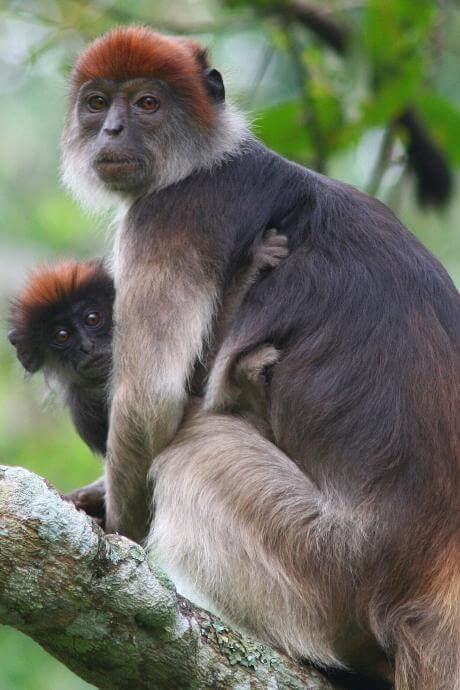 Kibale National Park