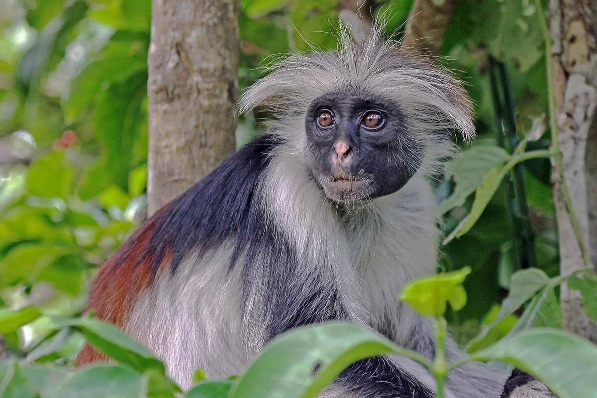 Kibale National Park