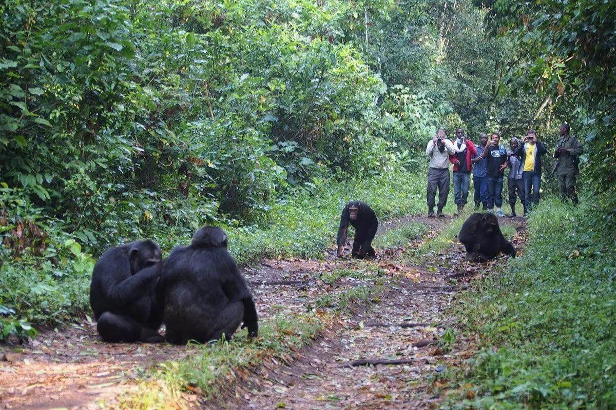 Kibale National Park