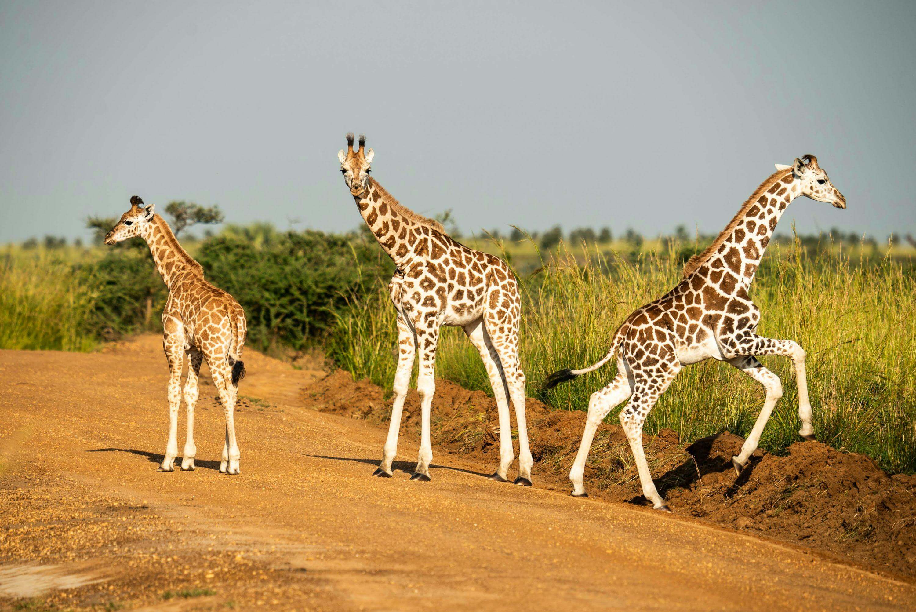 Murchison Falls National Park