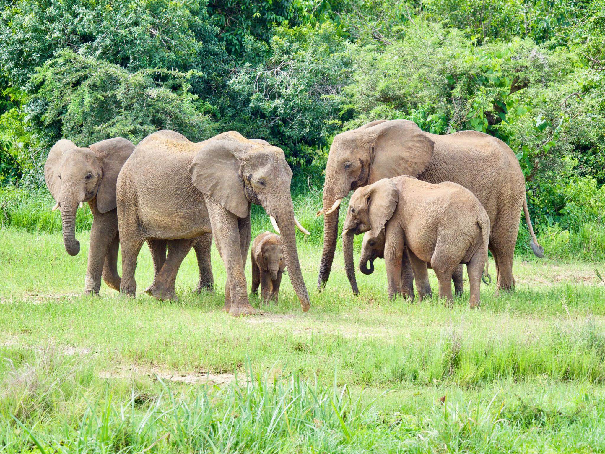 Murchison Falls National Park