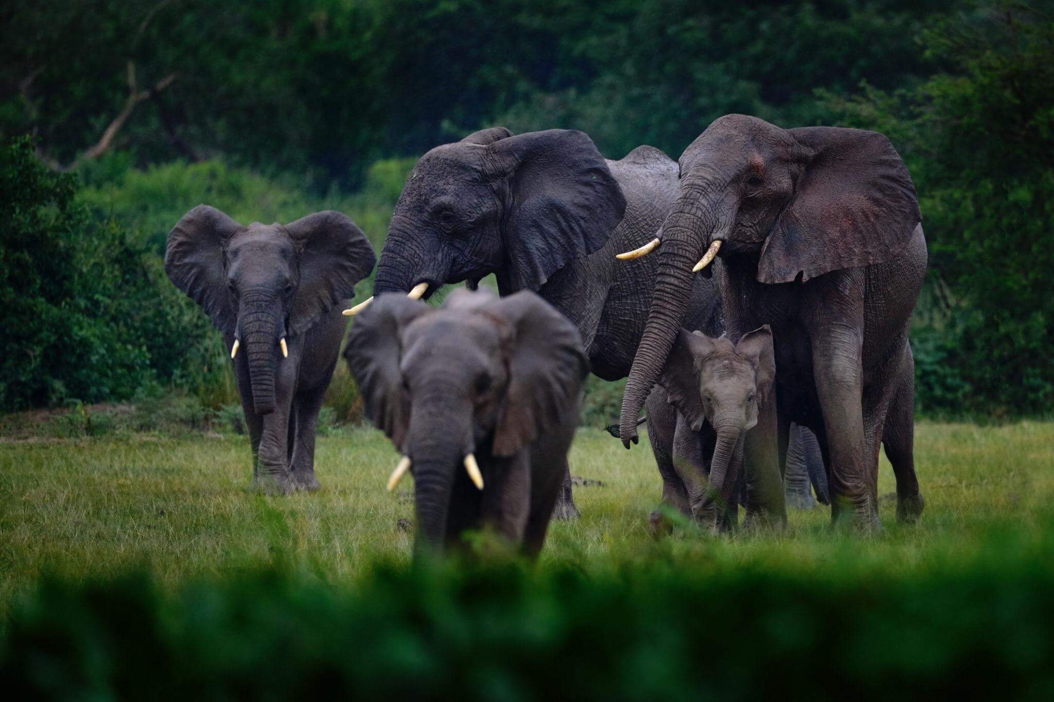 Murchison Falls National Park