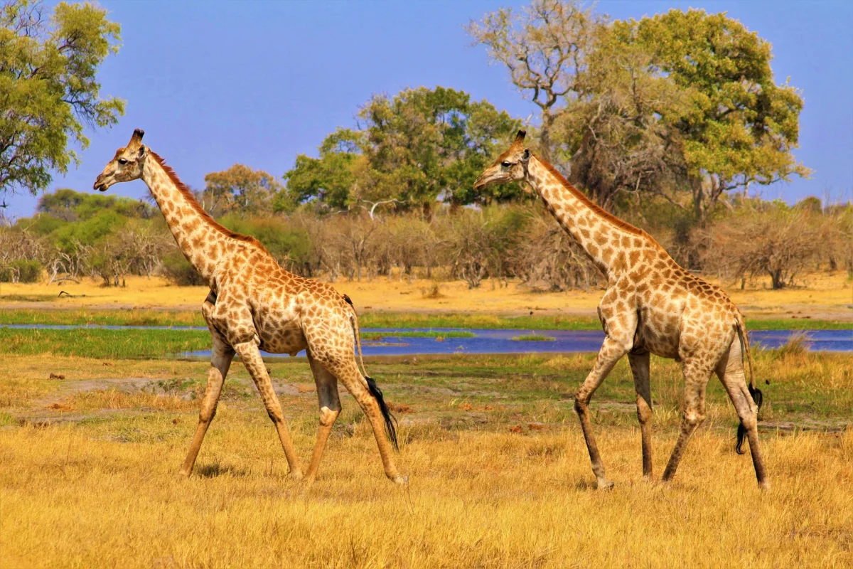 Okavango Delta